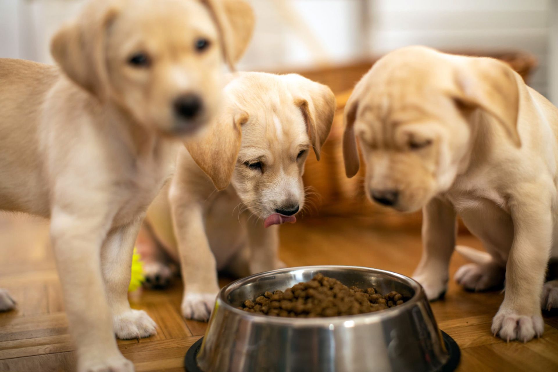 alimenti per animali domestici