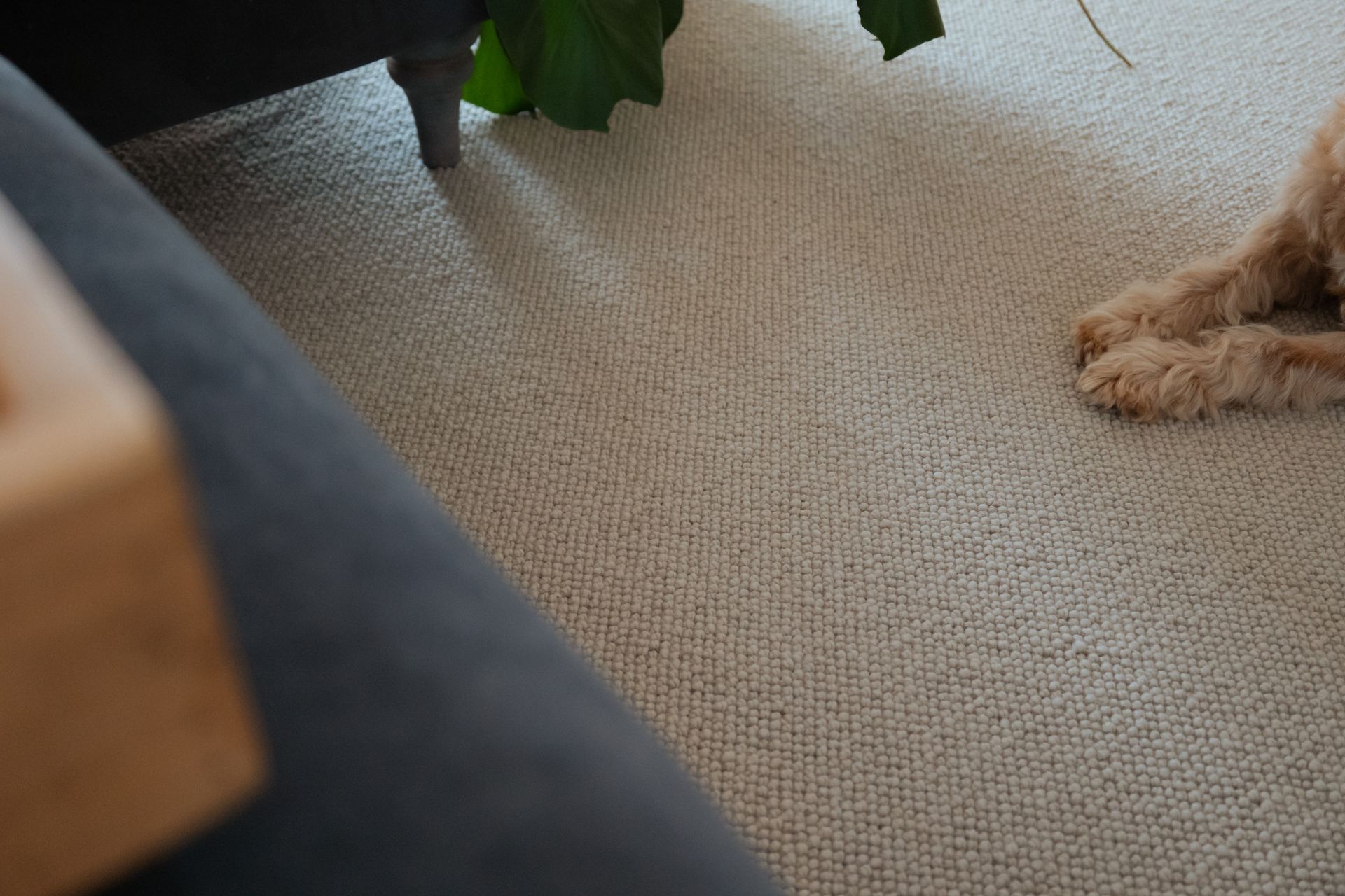 Natural Wool Carpet in Living space, Kingsbridge