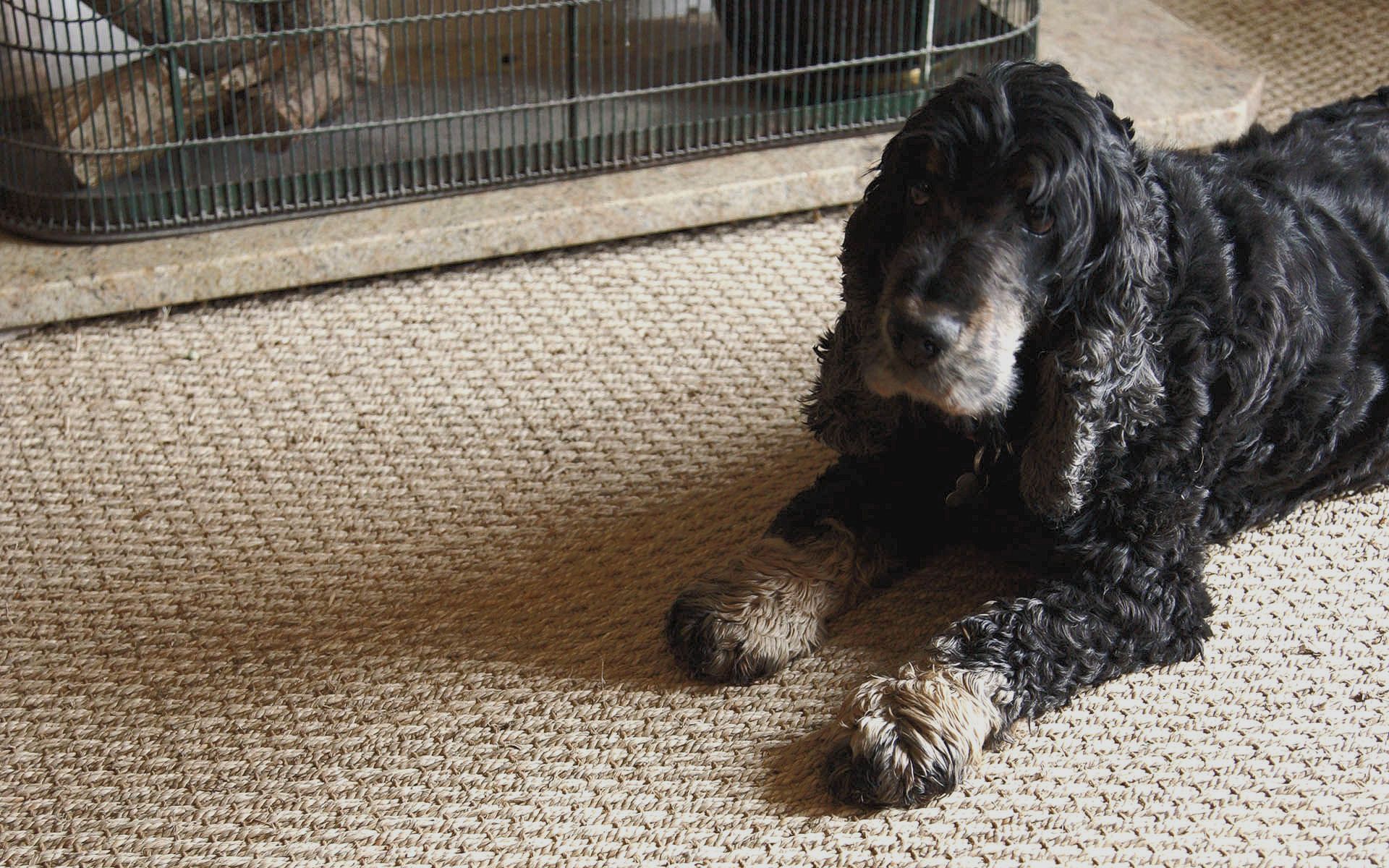 Pet proof natural flooing, Kingsbridge, Devon
