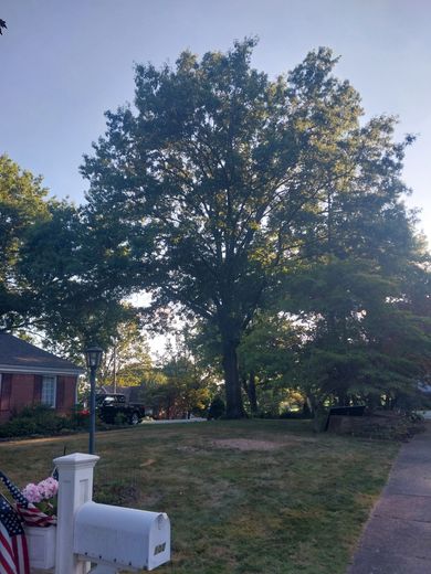 Large tree in a front yard beside a driveway, with a white mailbox and a house in the background.