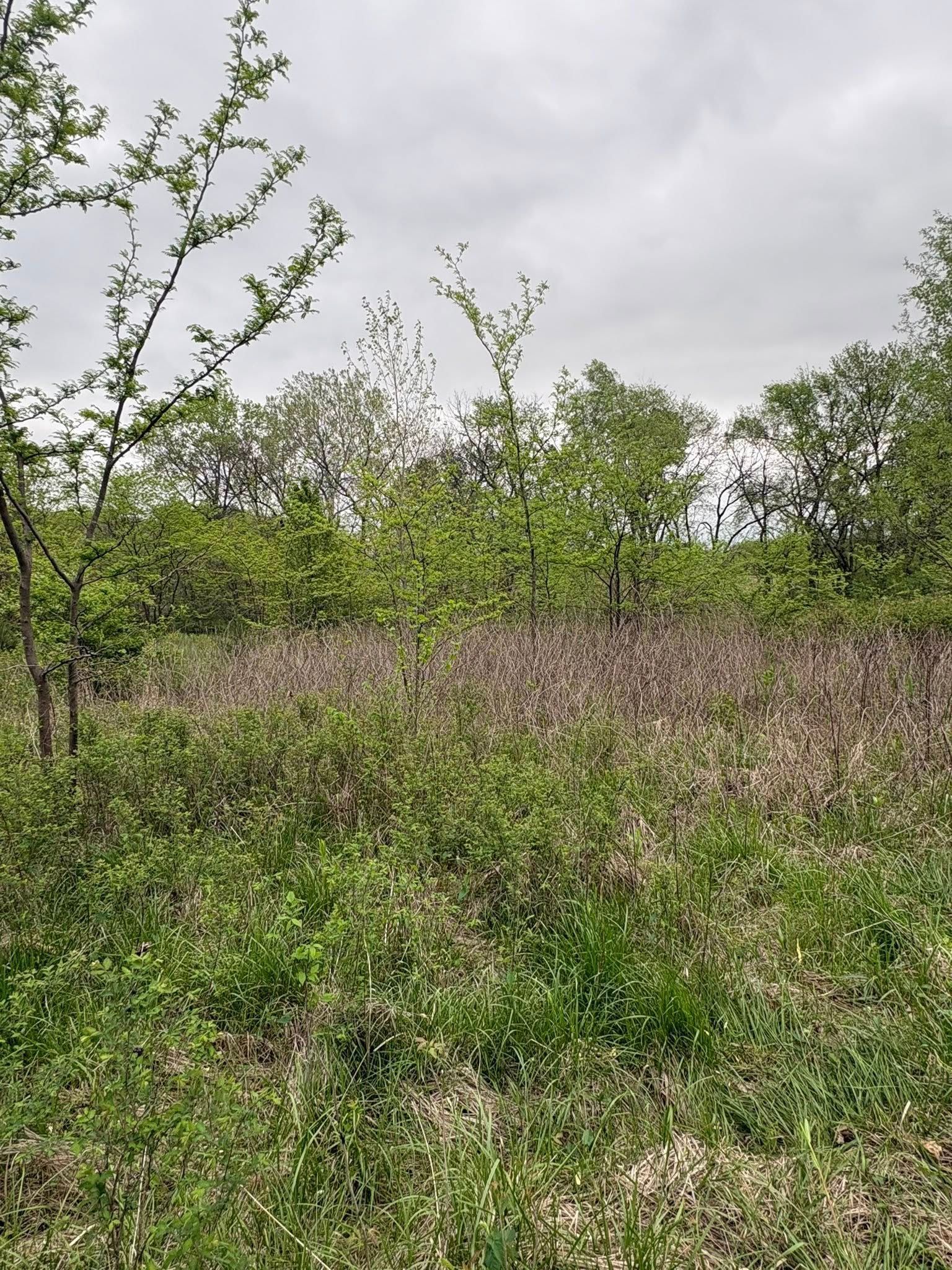 Green shrubs and small trees in a cloudy field with tall brown grass.