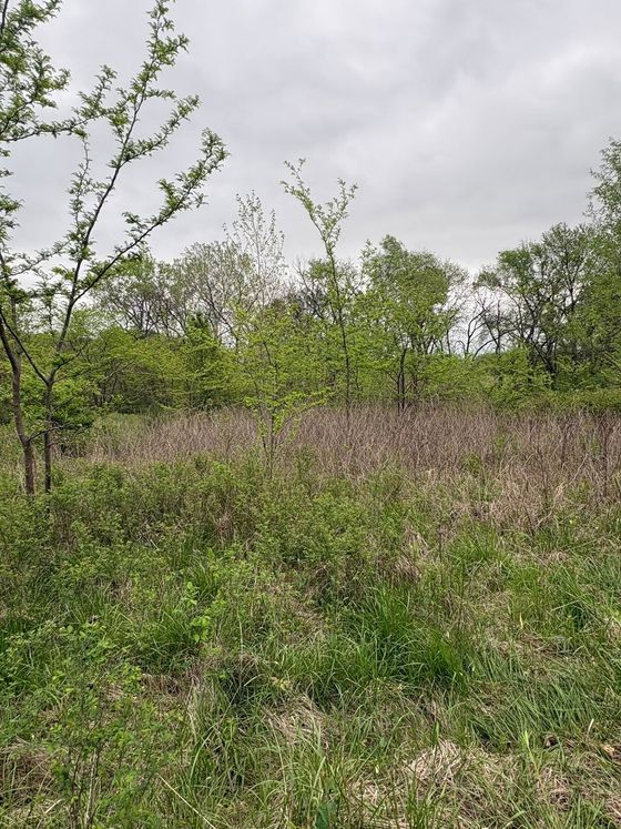 Green shrubs and small trees in a cloudy field with tall brown grass.