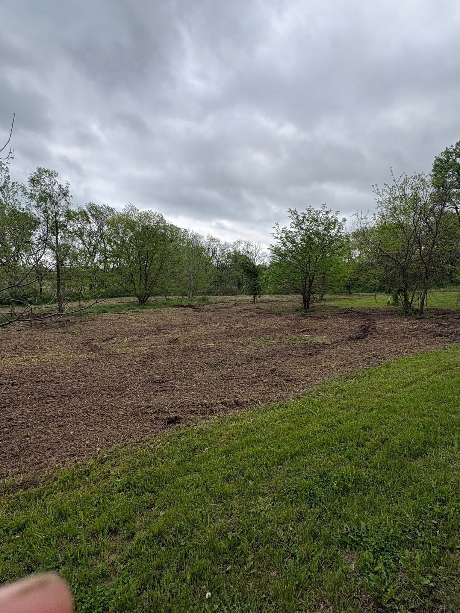 Overcast orchard with young trees and a mulched field beside a grassy path