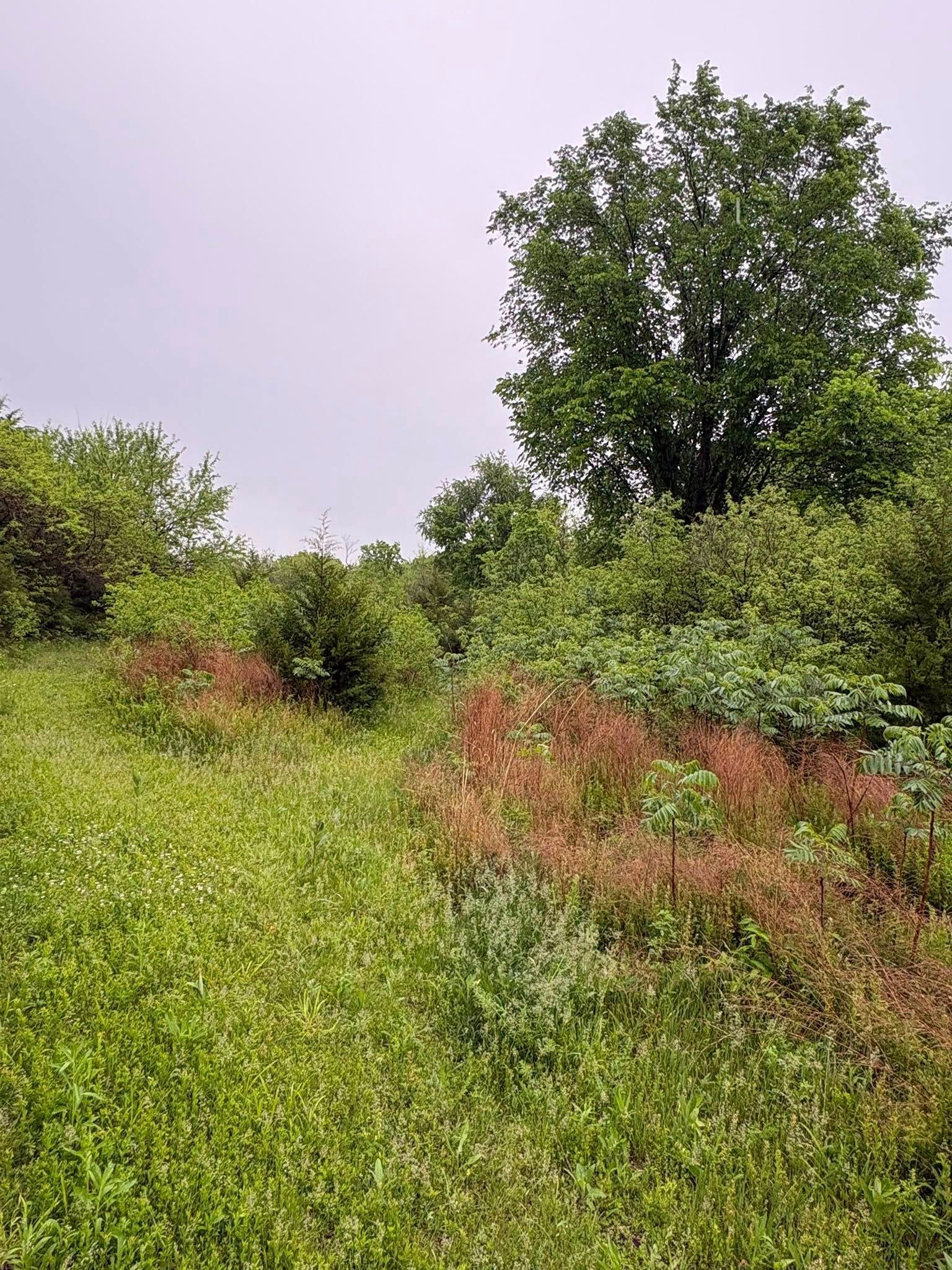 Grassy hillside with shrubs and a tall leafy tree under a pale sky