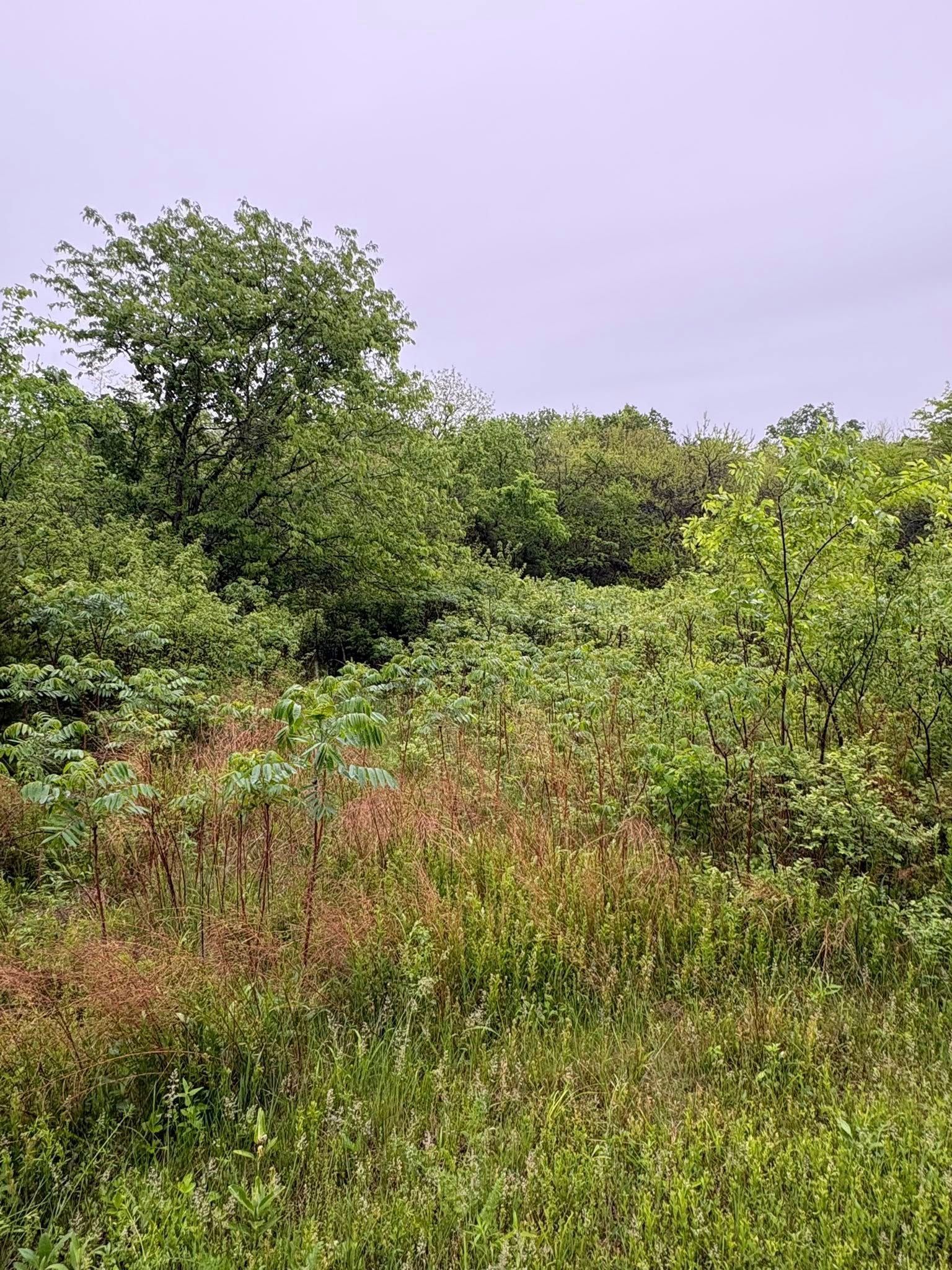 Overgrown green shrubs and tall grass under a pale purple sky