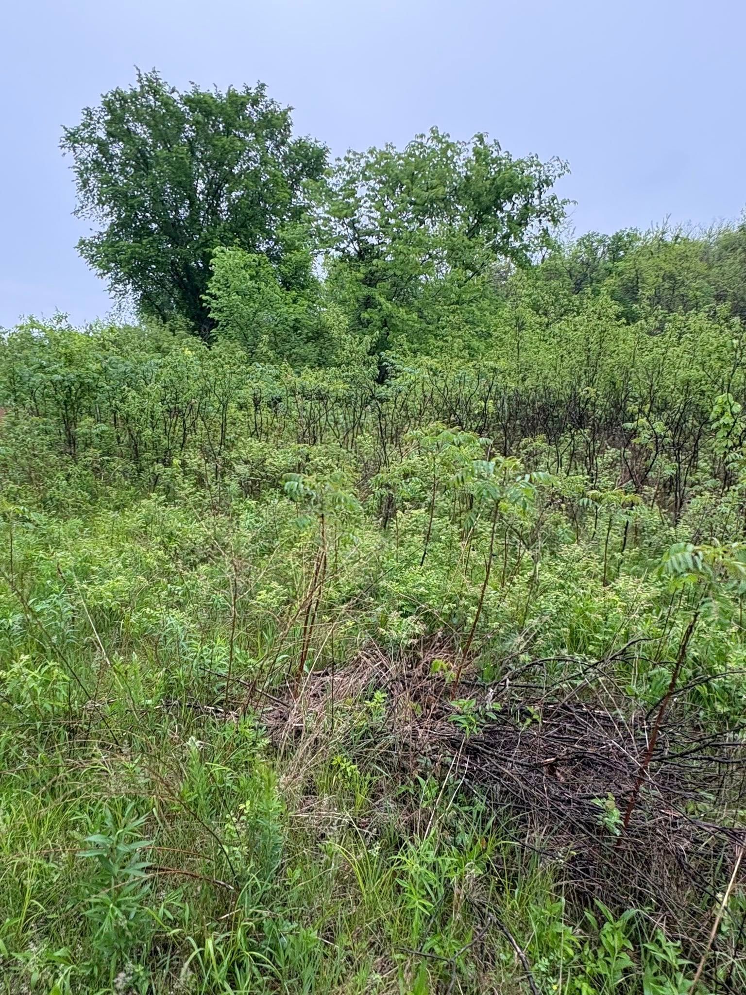 Dense green shrubs and trees covering a hillside under a clear sky