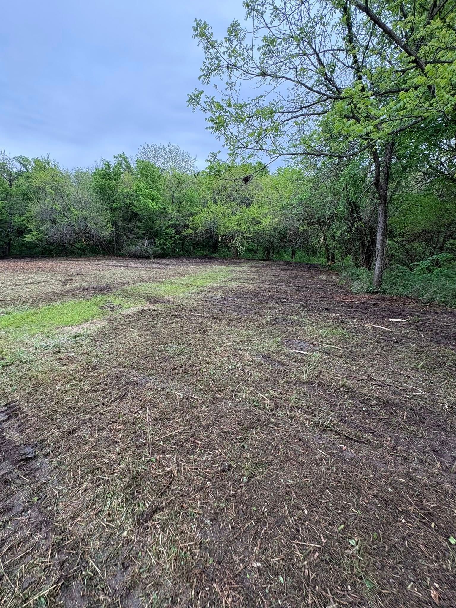 Grassy clearing with fallen leaves and trees under a bright blue sky