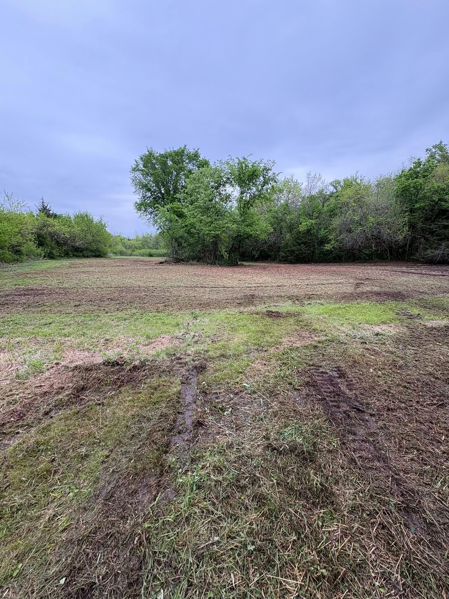 Open field with muddy ground, green shrubs, and a lone tree under a cloudy sky