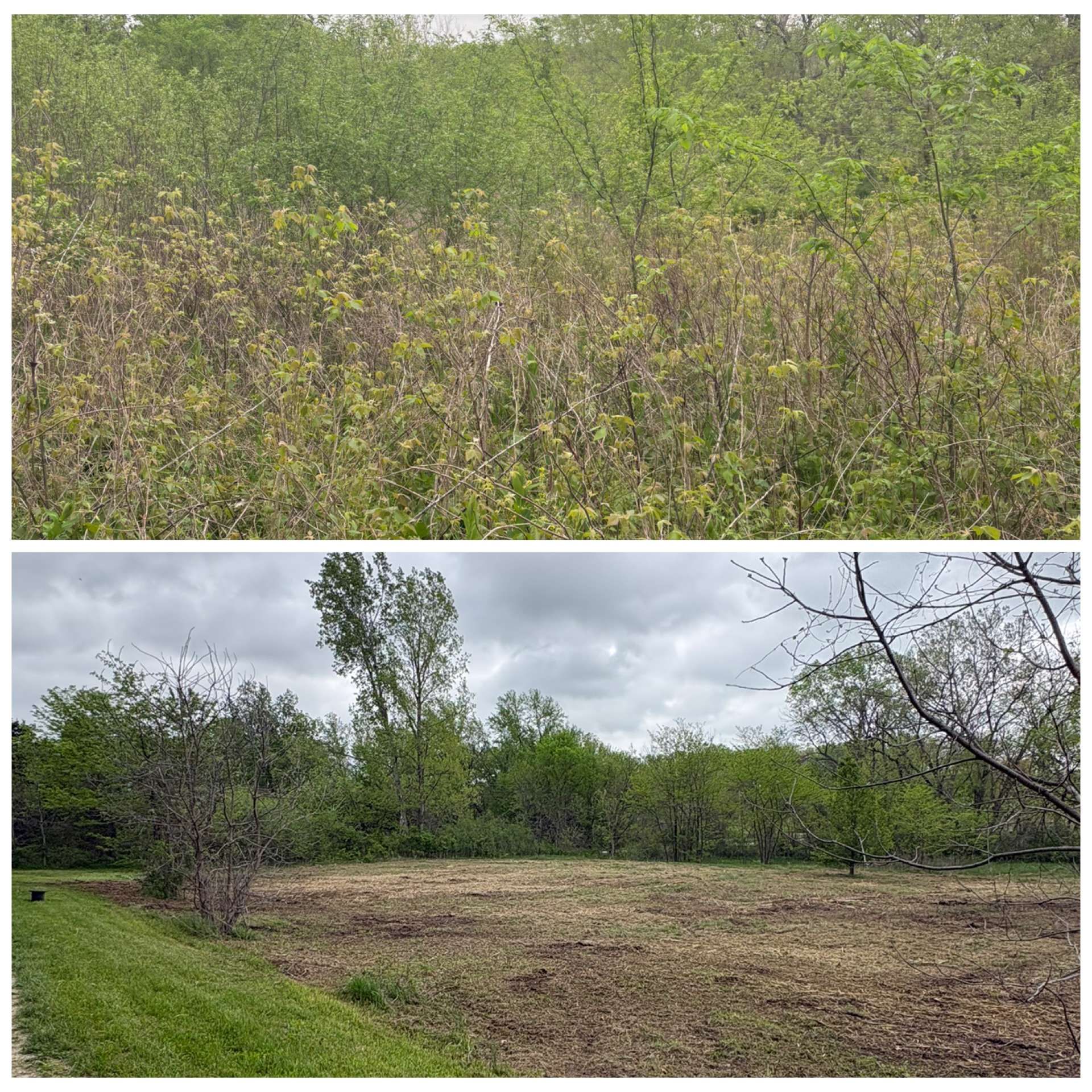 Two views of a grassy field and shrubs under cloudy skies, with trees lining the edges.