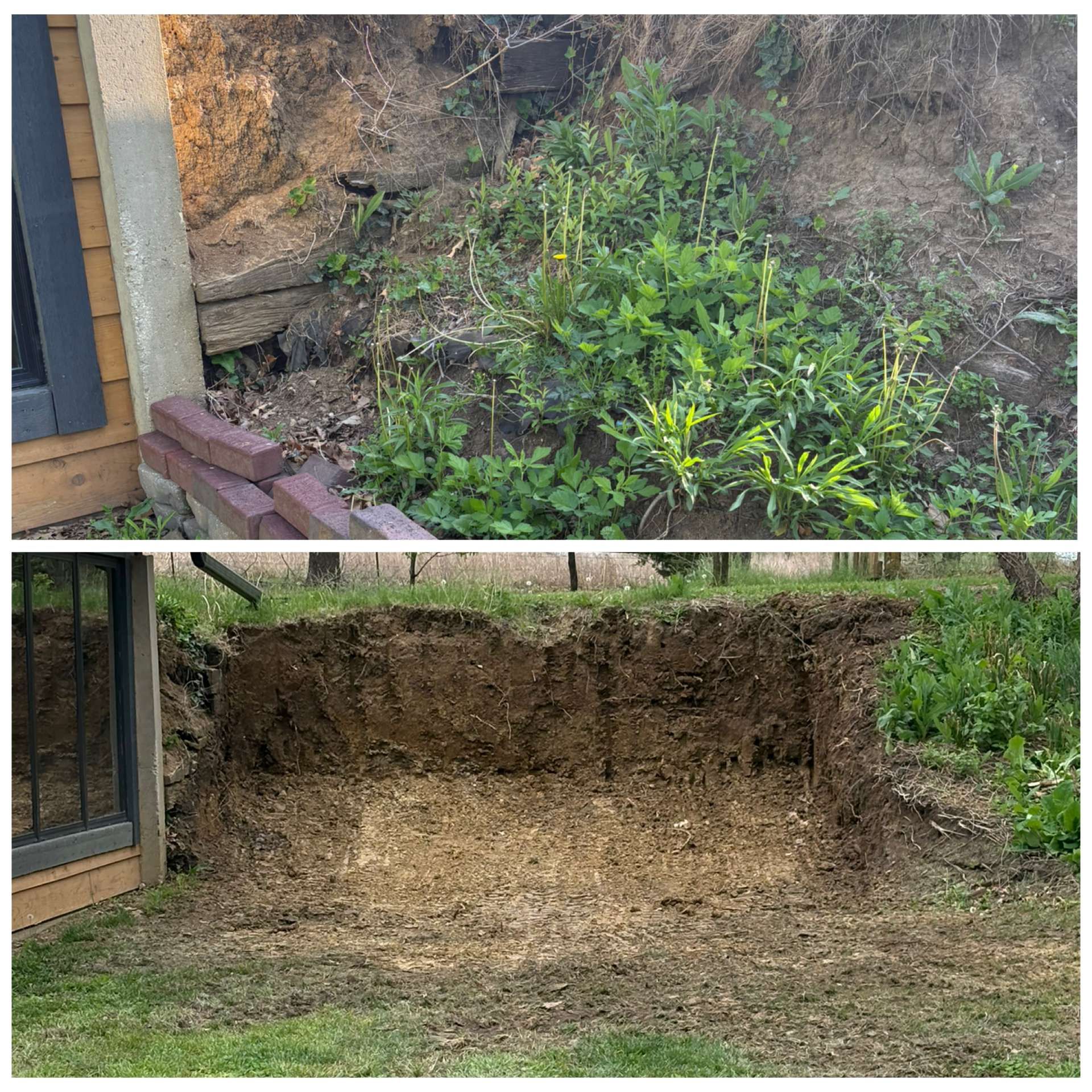 Before-and-after yard excavation beside a house, with shrubs removed and a dirt retaining wall exposed.