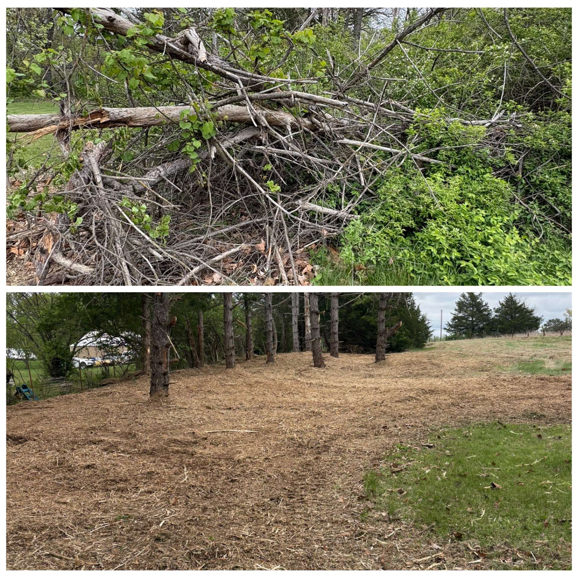 Split-view yard cleanup: tangled fallen branches above, cleared mulch-covered area below near trees.