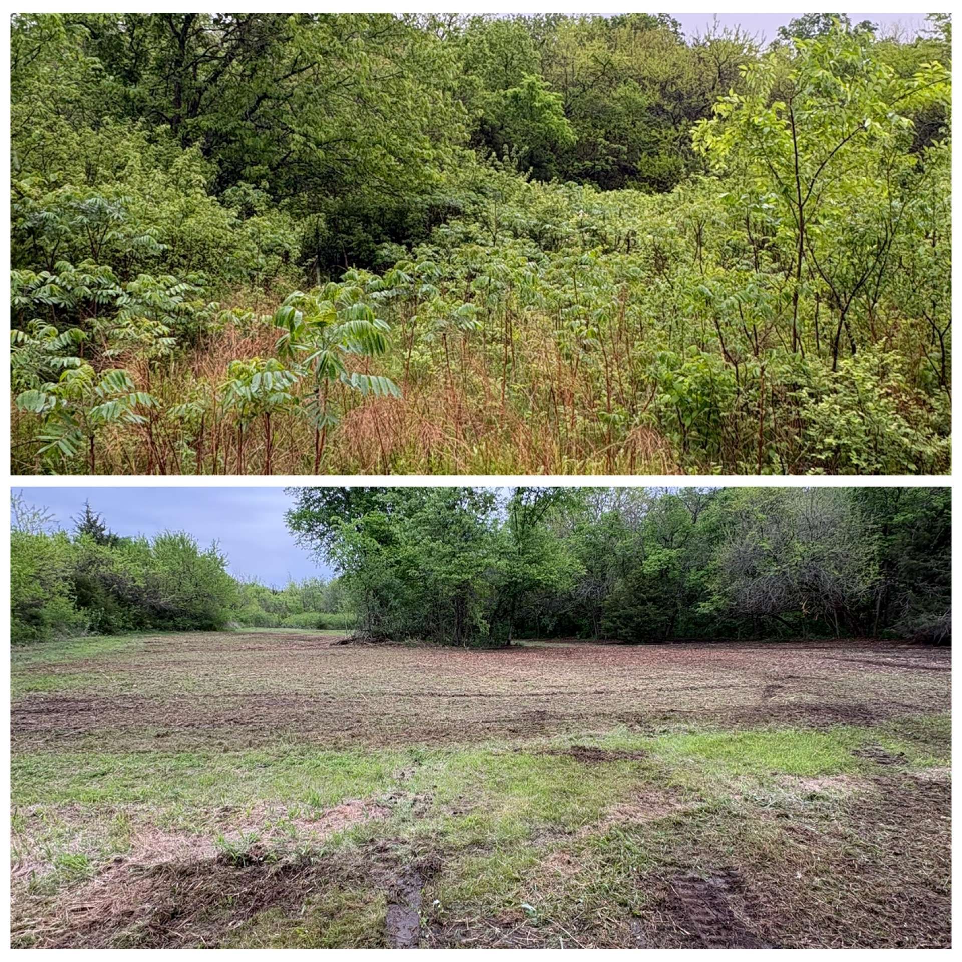 Before and after of a grassy clearing: overgrown vegetation above, cleared open ground below.