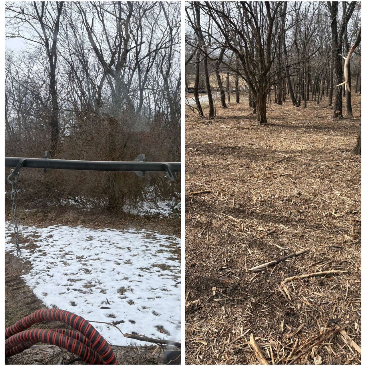 Split view of a snowy yard and a dry wooded area with bare trees in winter.