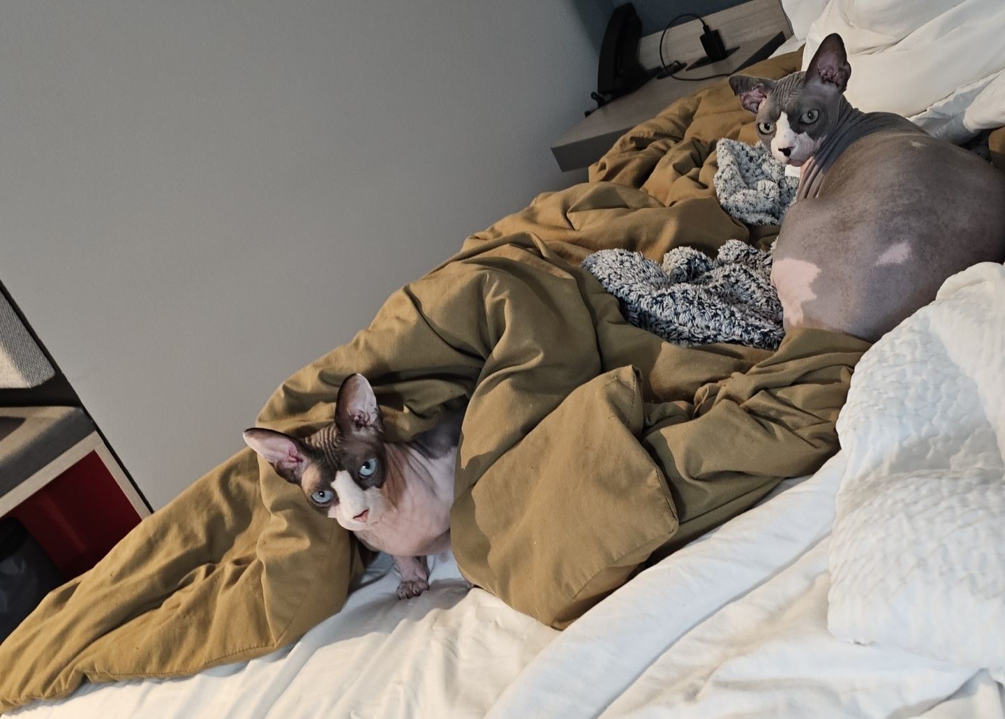 Jade's cats would much rather be napping while they lay in a comfortable bed