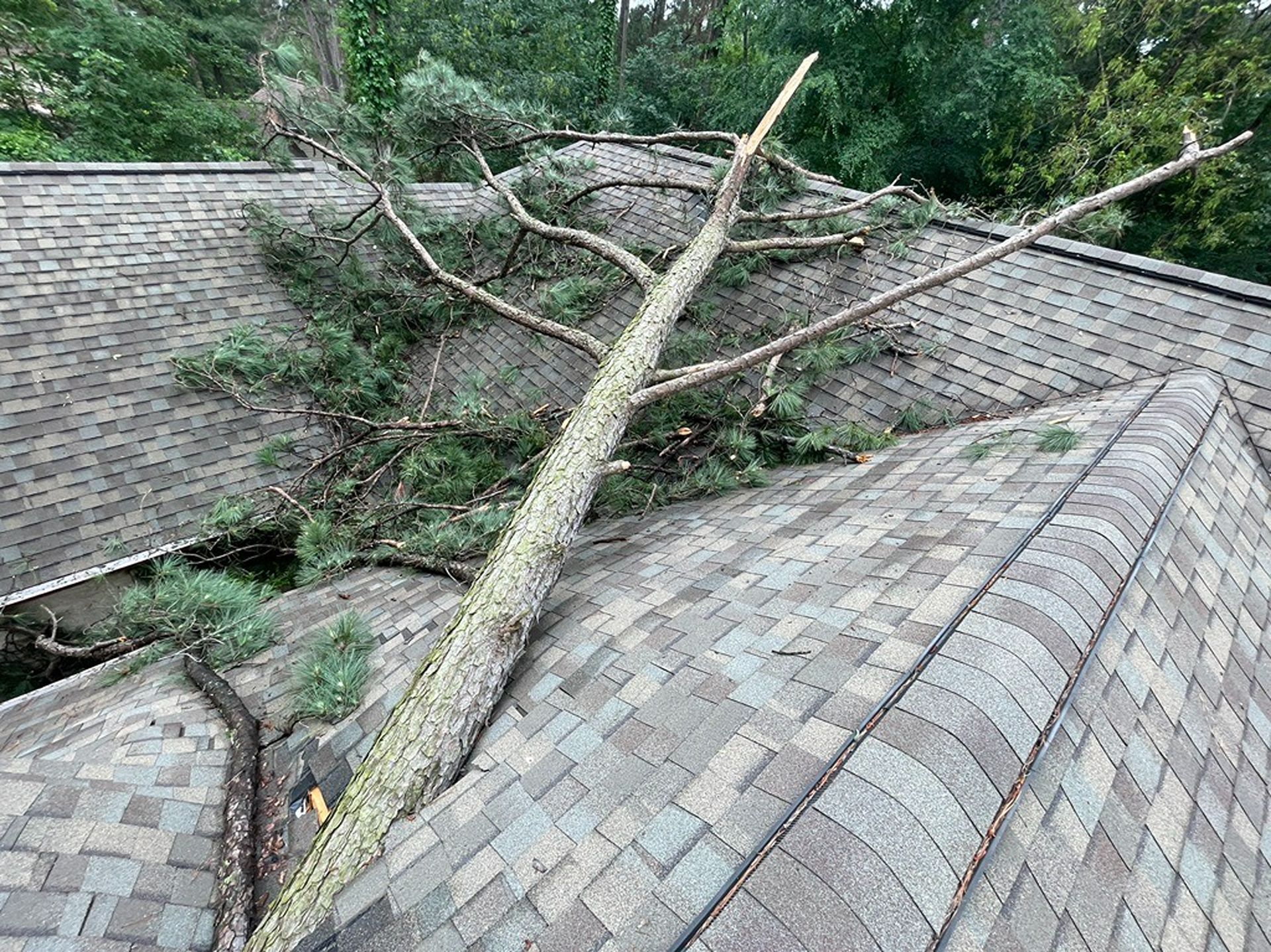 Tree fallen across shingled roof, damaging the structure amidst surrounding greenery.