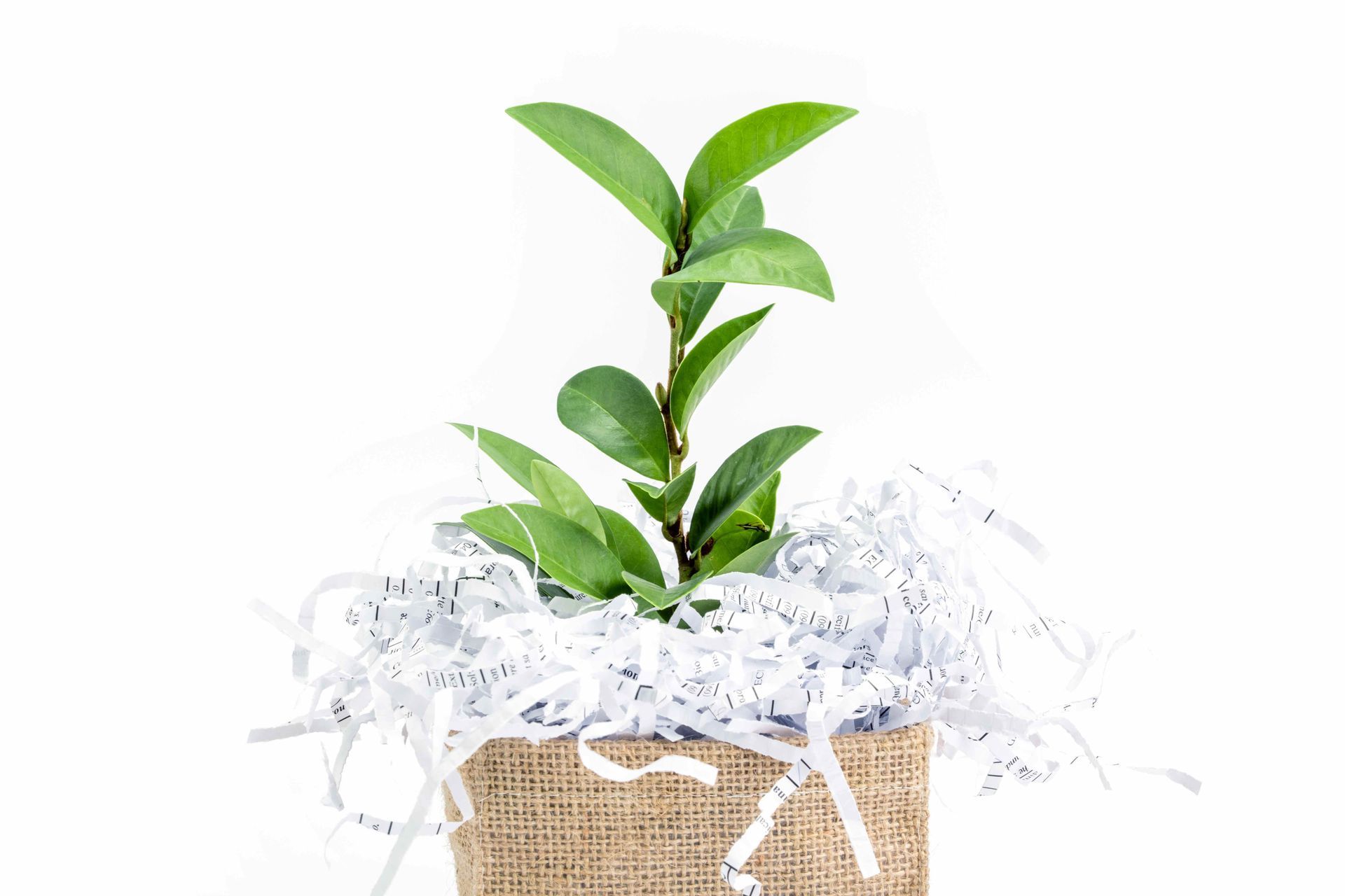 a small plant is growing out of shredded paper