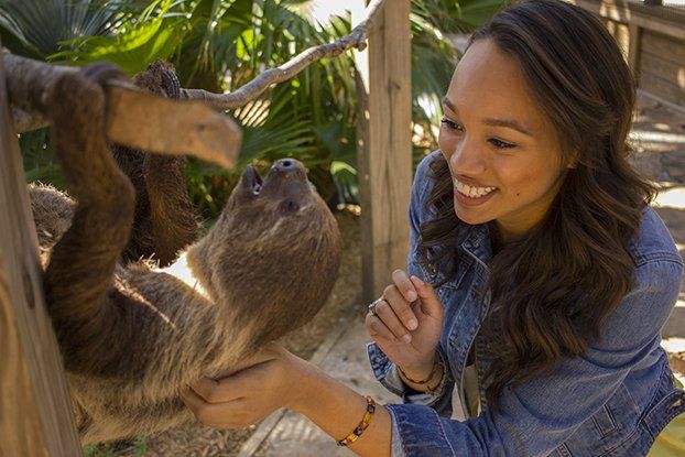 A woman is petting a sloth on a tree branch.