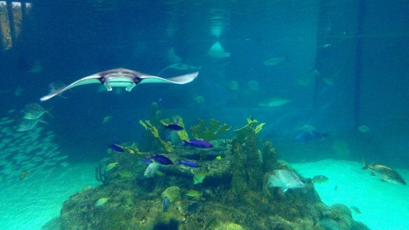 A stingray is swimming in a large aquarium surrounded by fish.