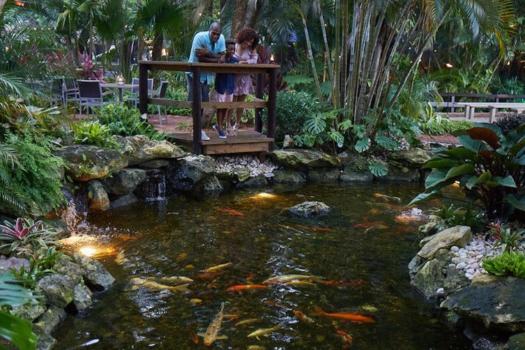 A couple standing on a bridge over a pond with fish