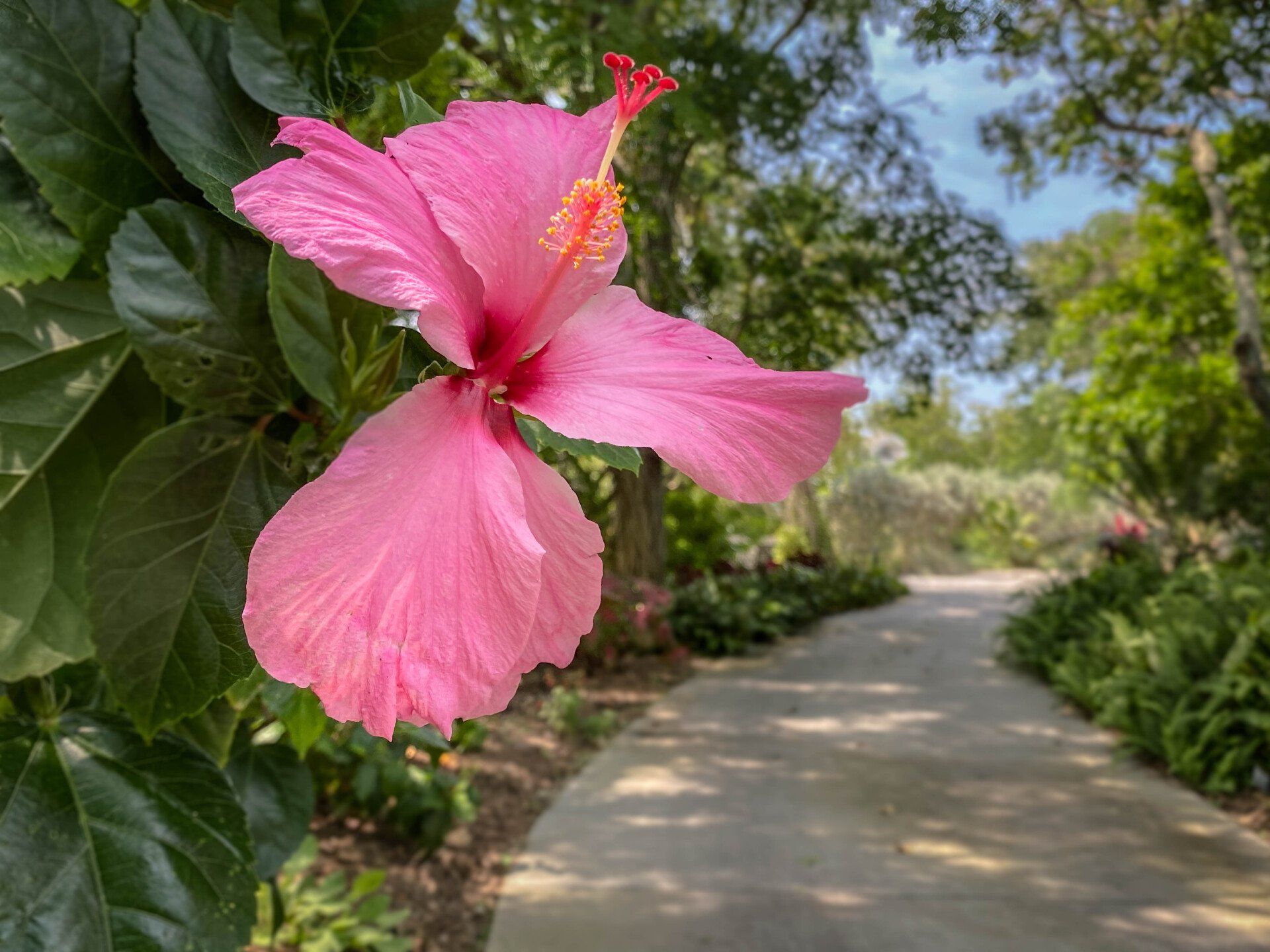 A pink hibiscus flower is hanging from a tree next to a path.