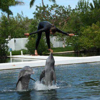 A woman is balancing on a dolphin in the water