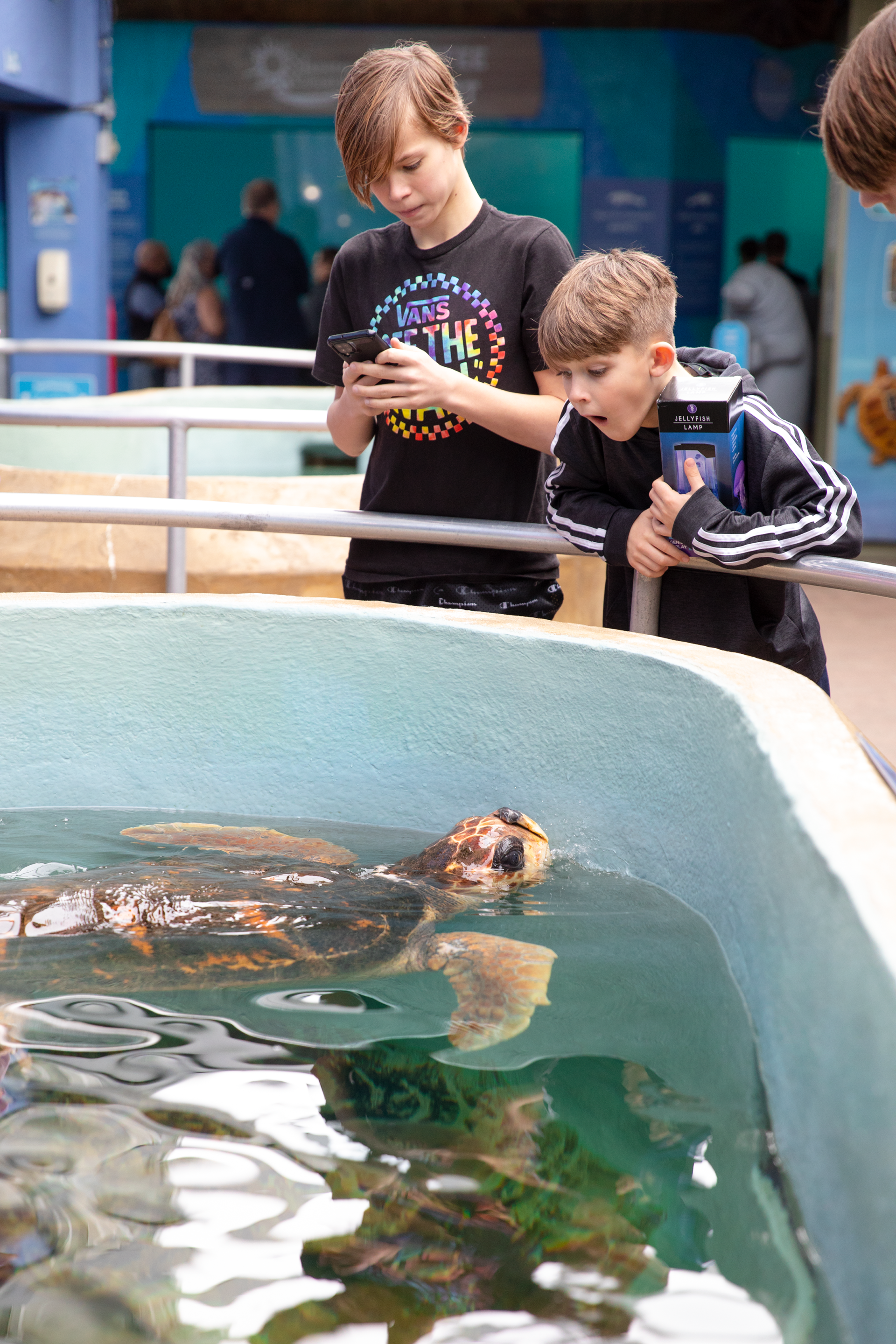 Two young boys are looking at a sea turtle in a tank.