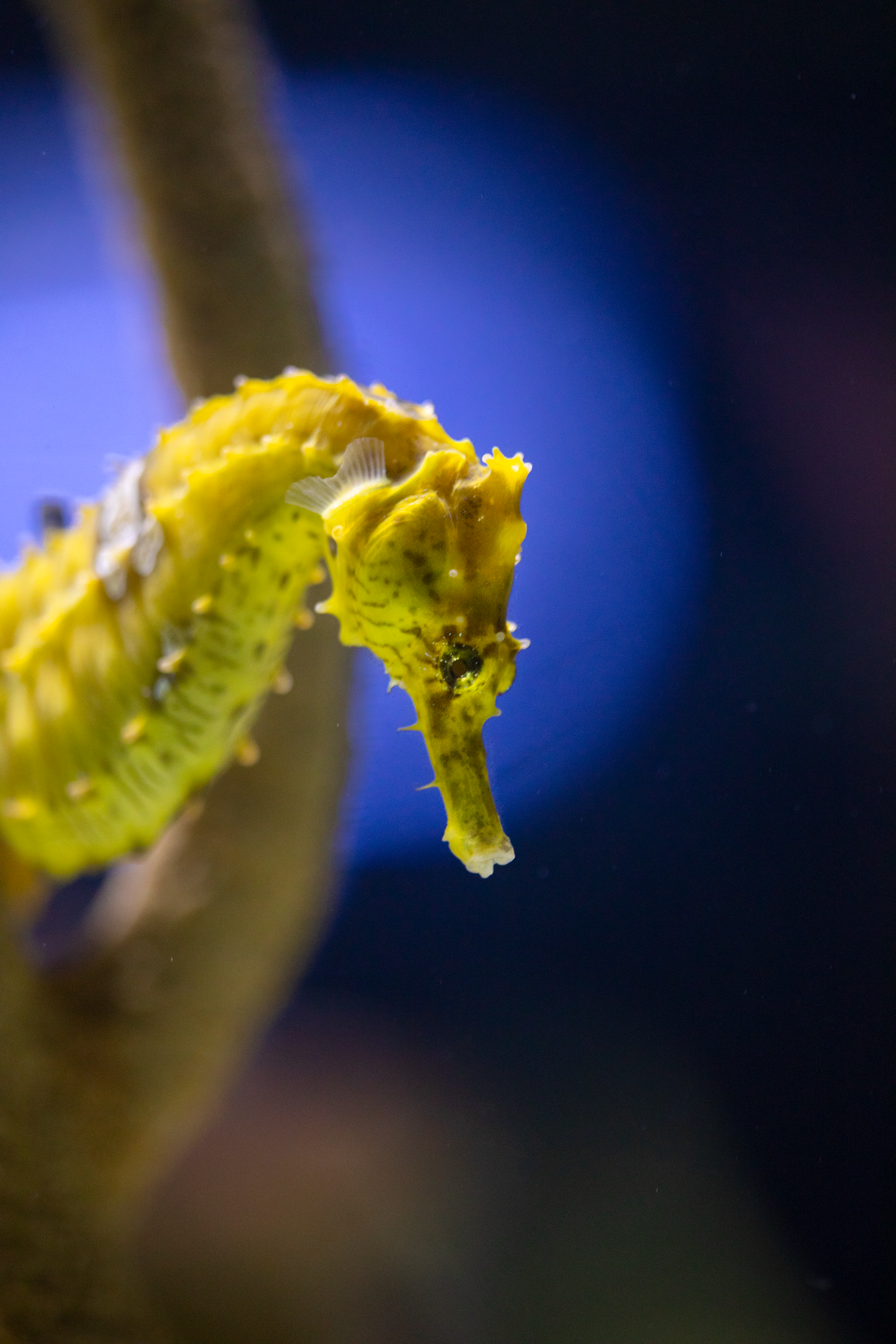 A close up of a yellow seahorse swimming in the ocean.