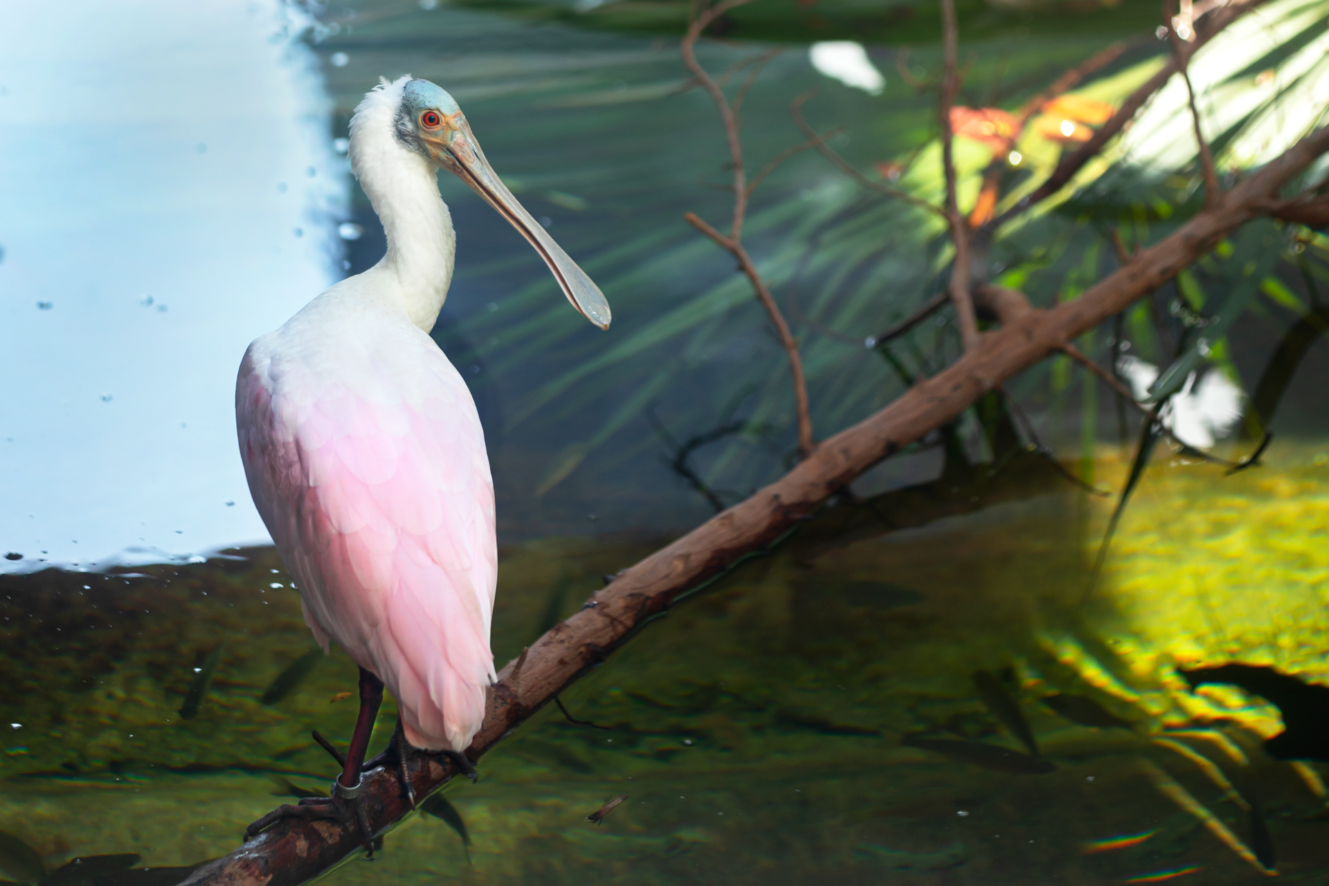 A pink and white bird with a long beak is perched on a tree branch.