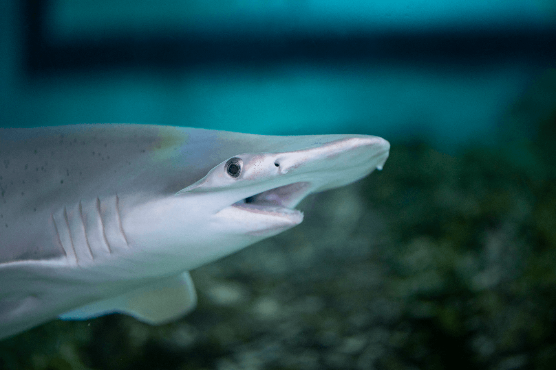 A close up of a shark with its mouth open in the water.