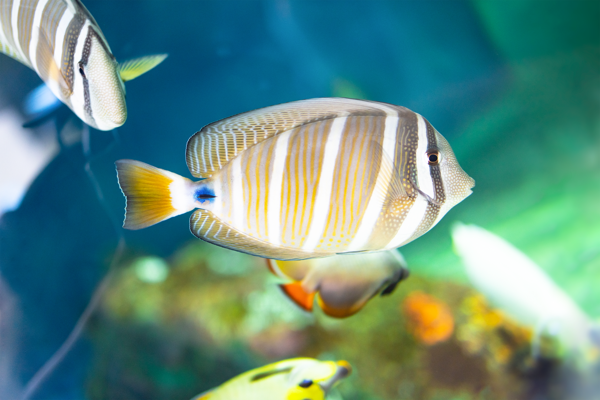 A striped fish is swimming in a tank with other fish.