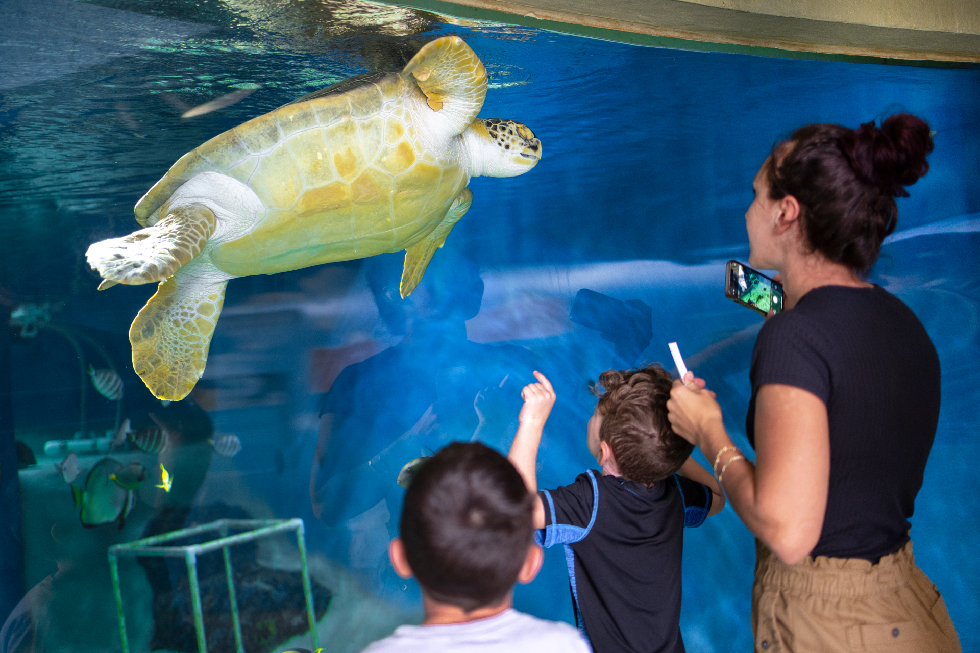A woman and two children are looking at a sea turtle in an aquarium.