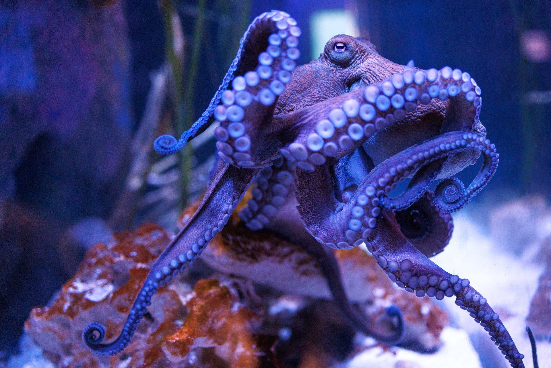 A purple octopus is swimming in a tank of water.