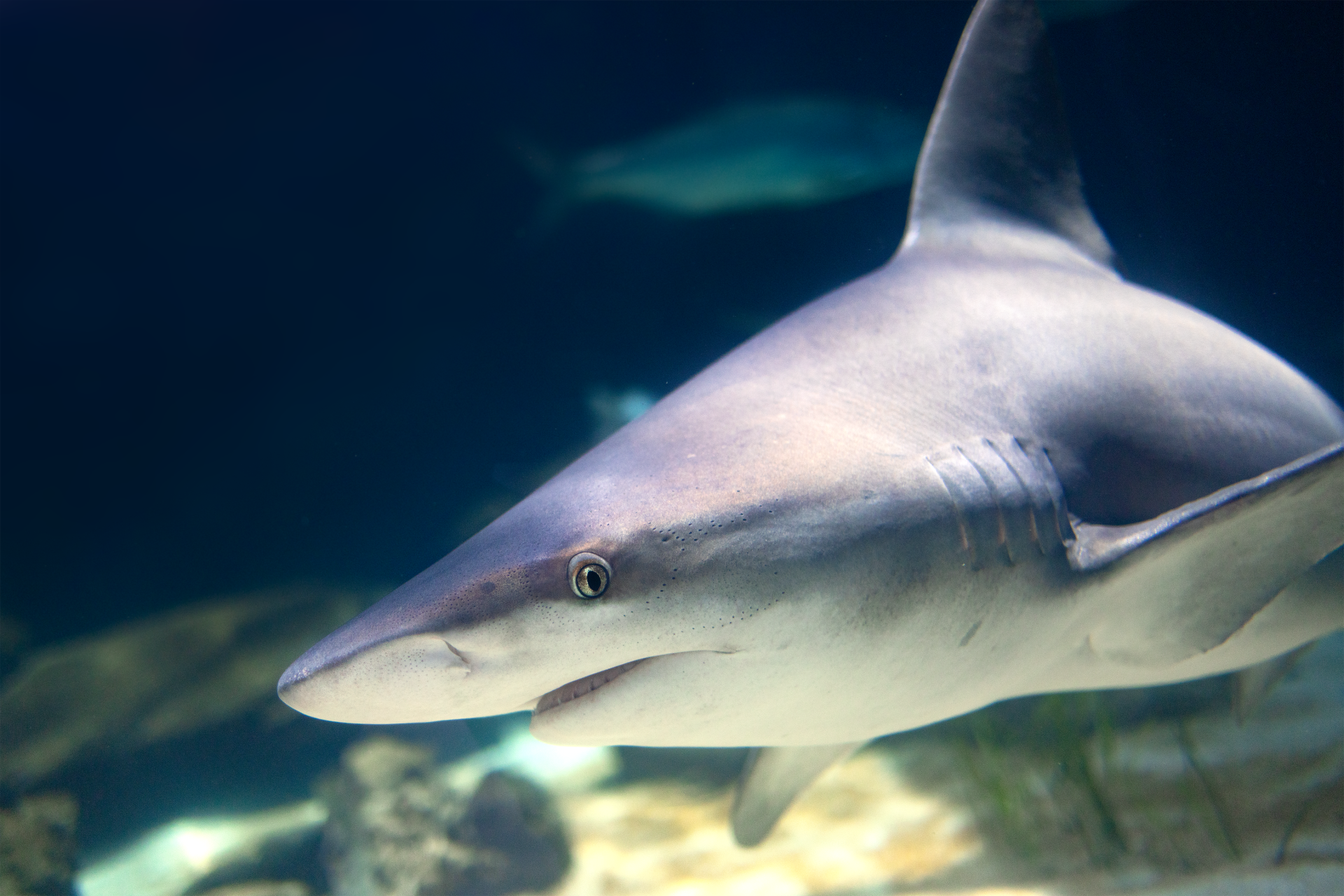 A shark is swimming in the ocean with its mouth open.