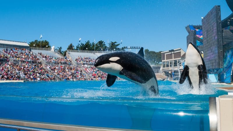 A killer whale is jumping out of the water at an aquarium.