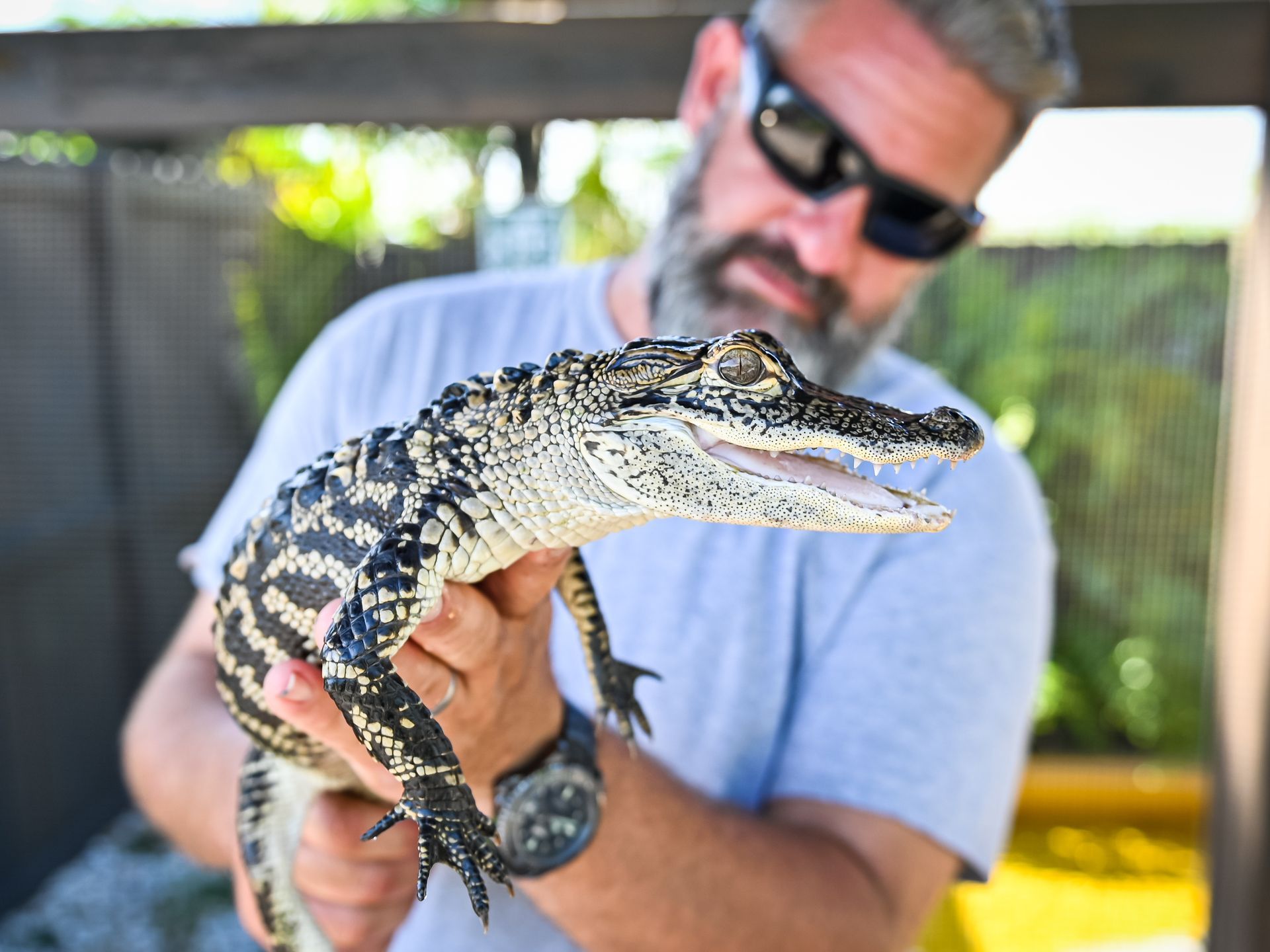 A man is holding a small alligator in his hands.