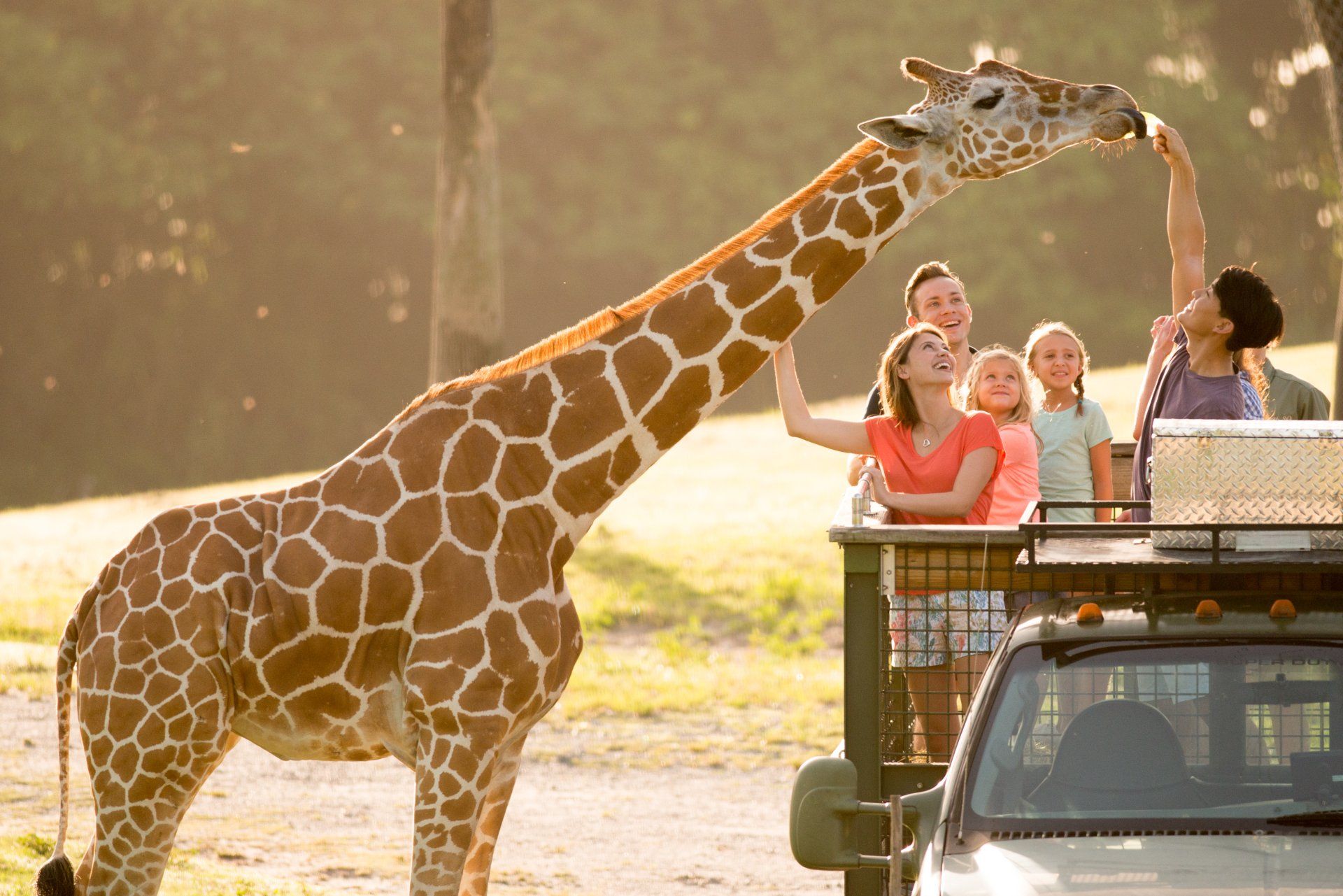 A group of people are feeding a giraffe from a truck.