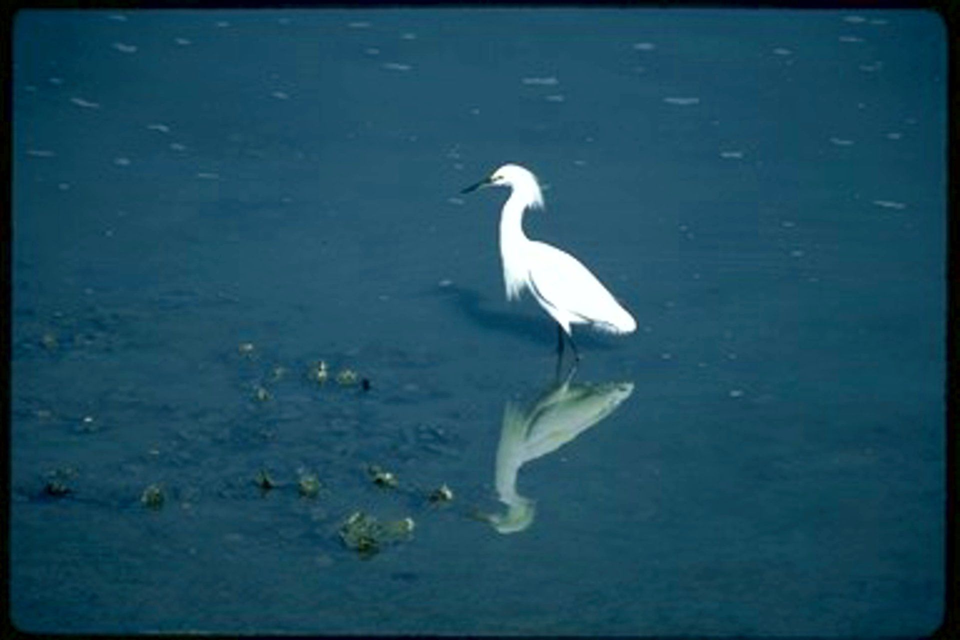 A white bird is standing in the middle of a body of water.