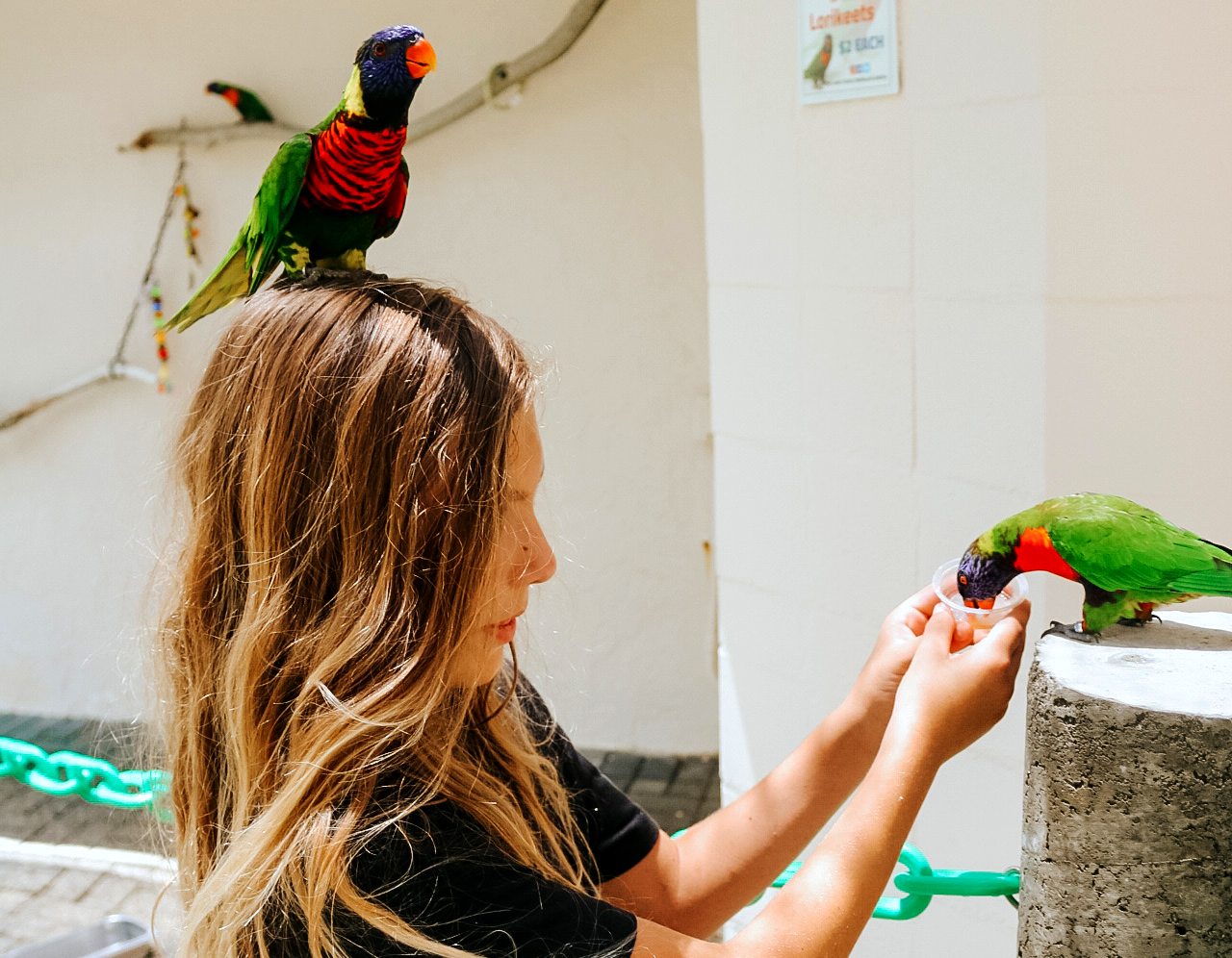 A young girl is feeding a colorful parrot on a tree stump.