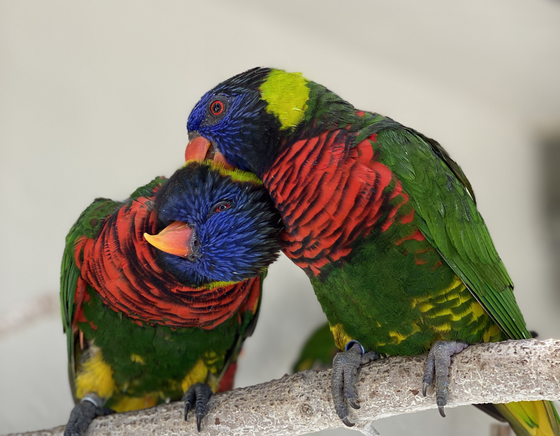 Two colorful birds are sitting on a branch looking at each other