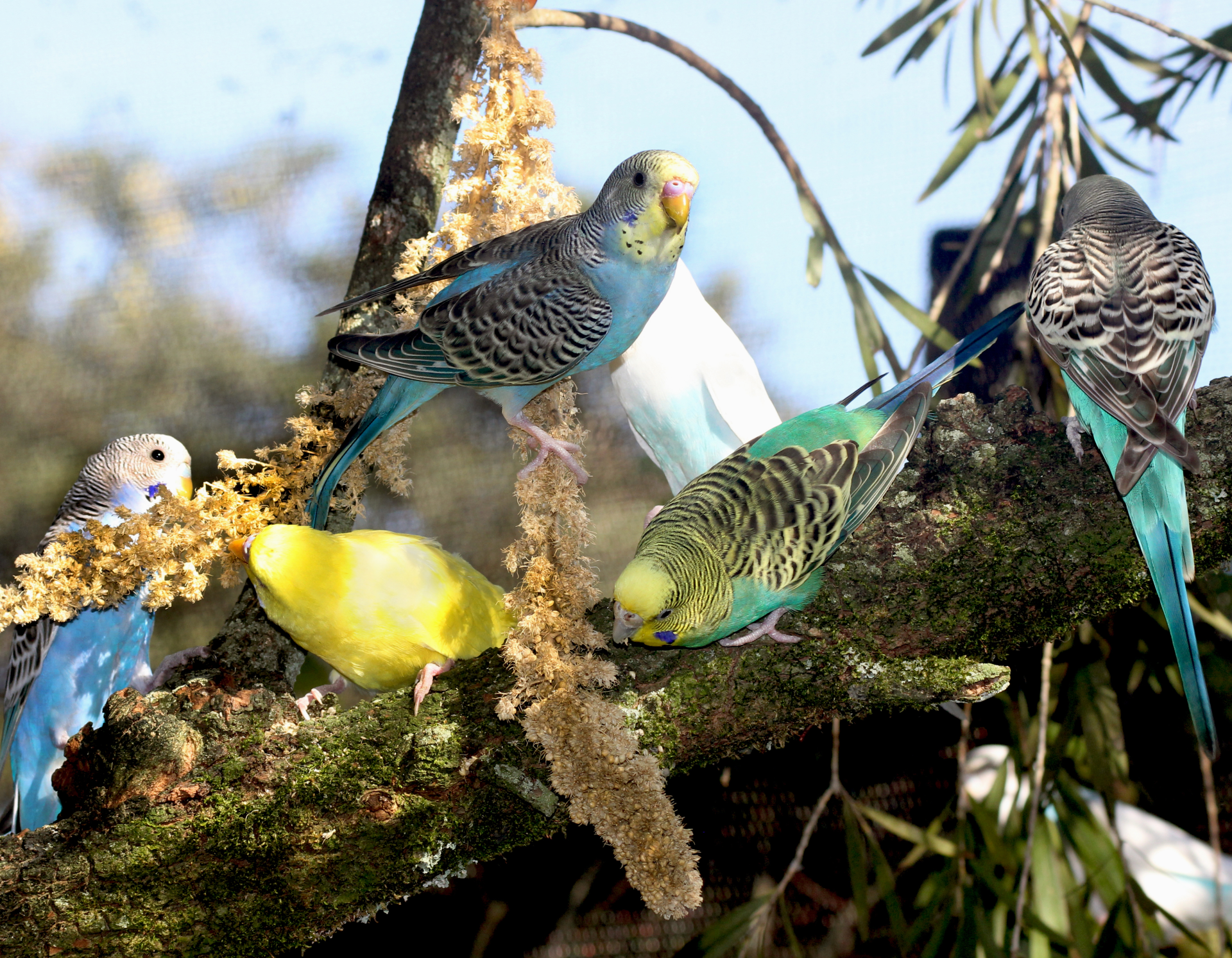 A group of parakeets are perched on a tree branch