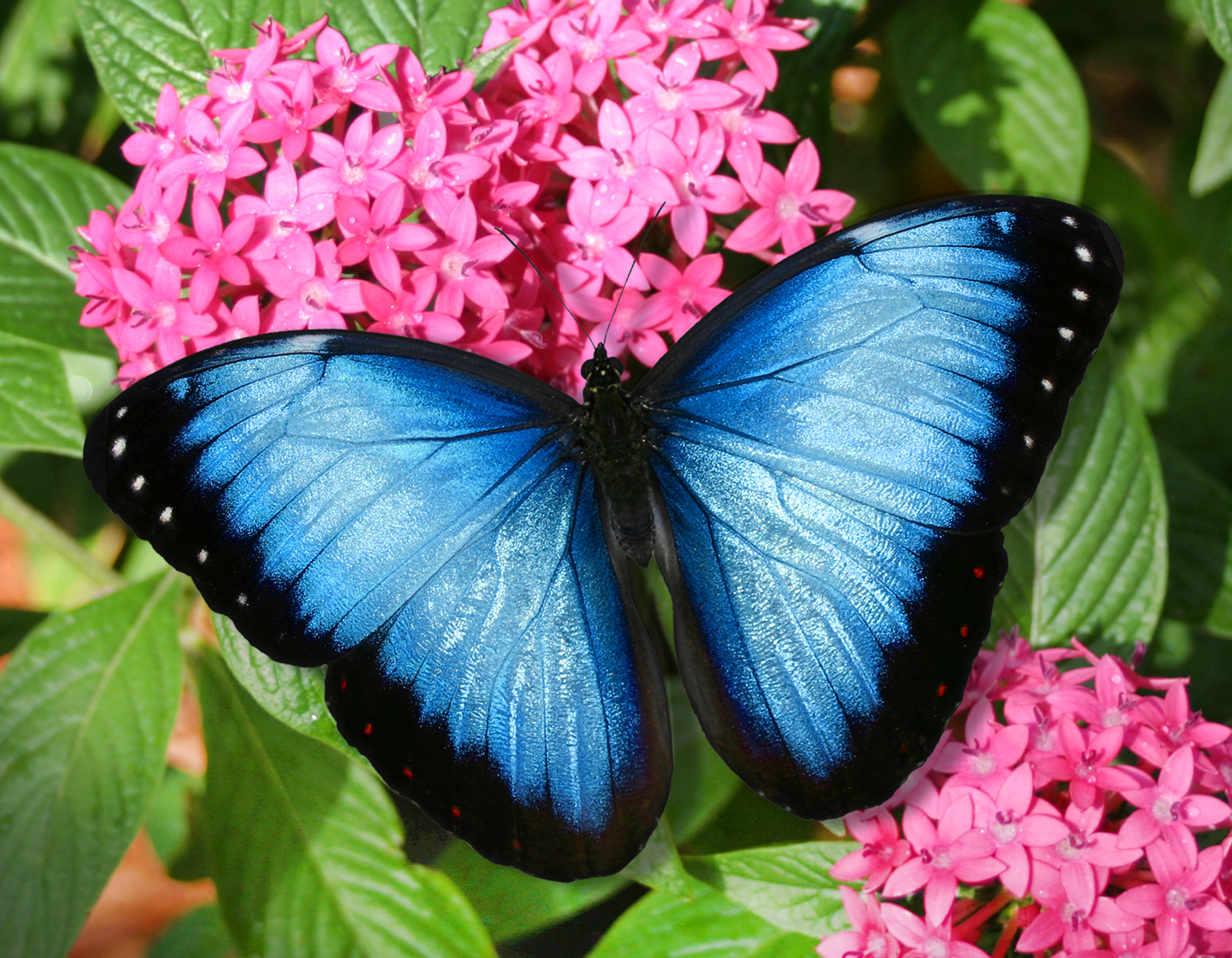 A blue butterfly is sitting on a pink flower