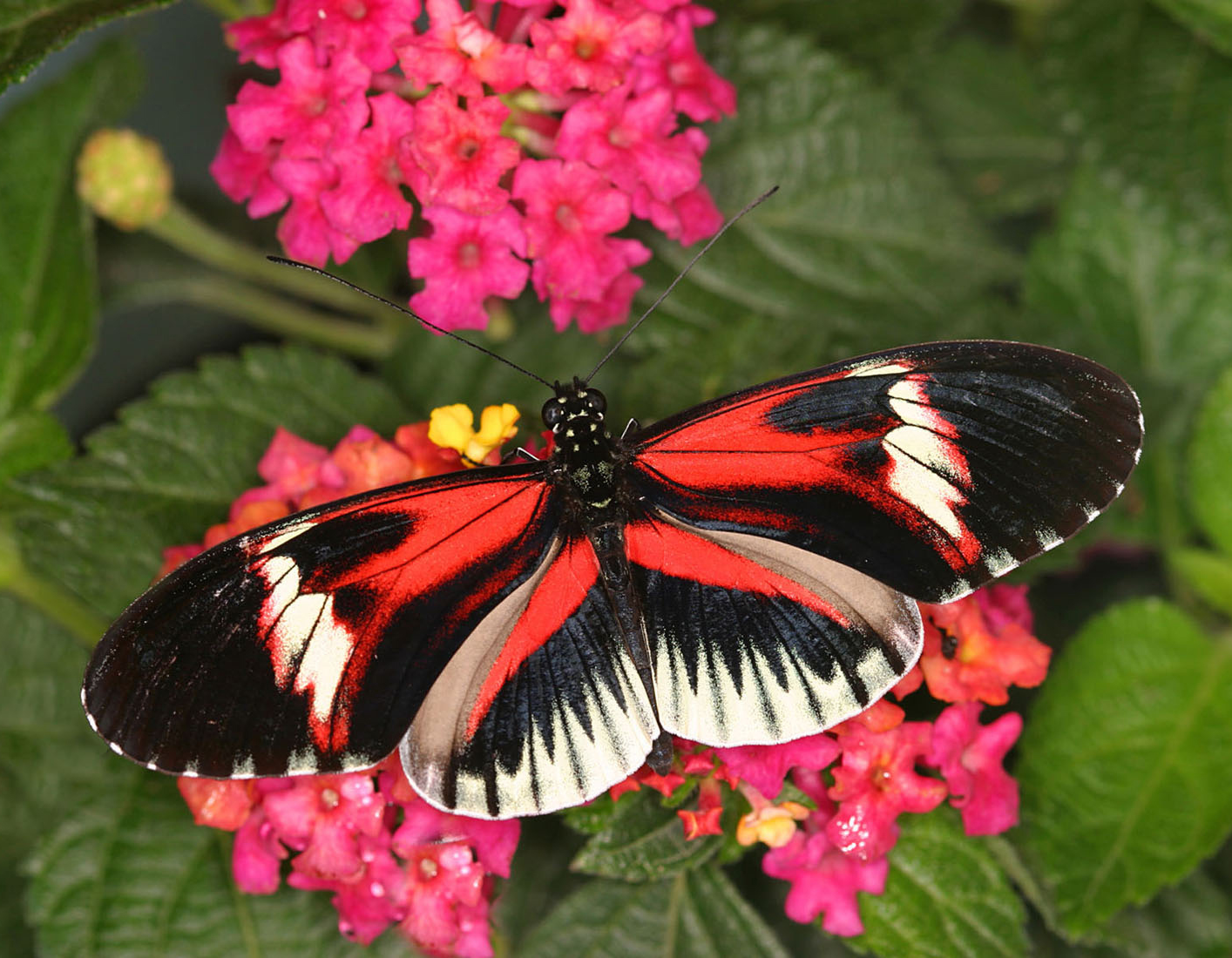 A red black and white butterfly is sitting on a pink flower