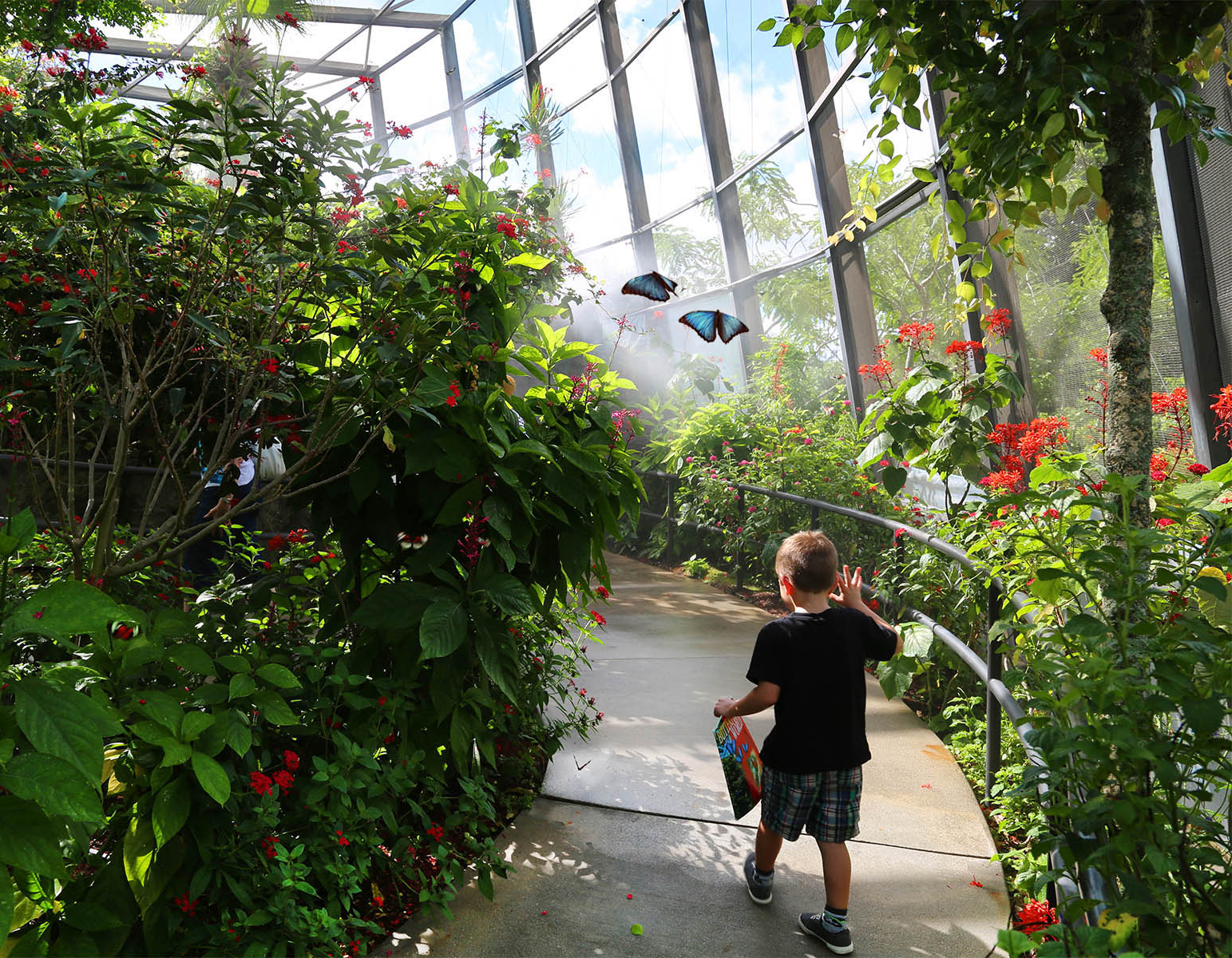 A young boy is walking through a butterfly garden.