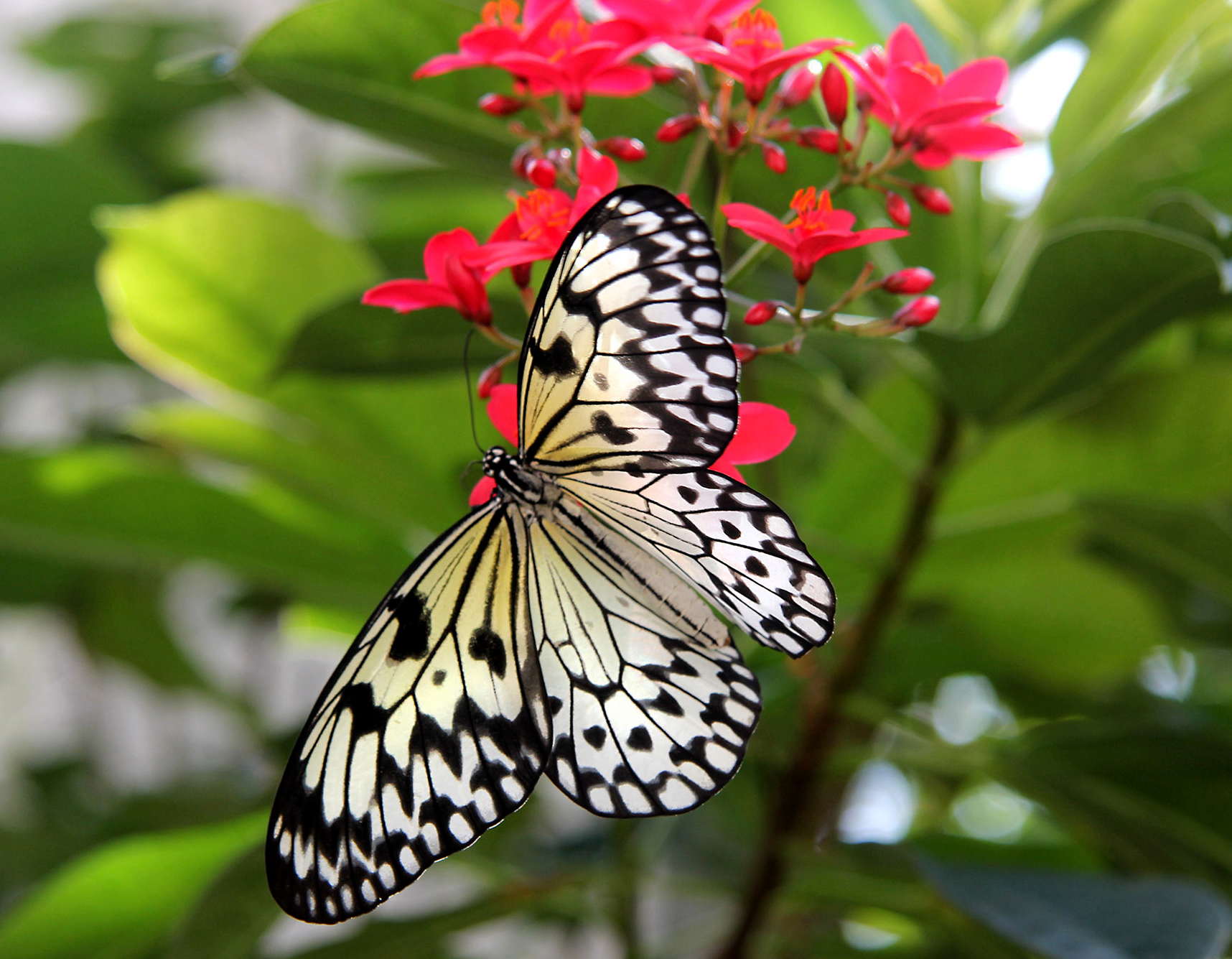 A black and white butterfly is perched on a red flower