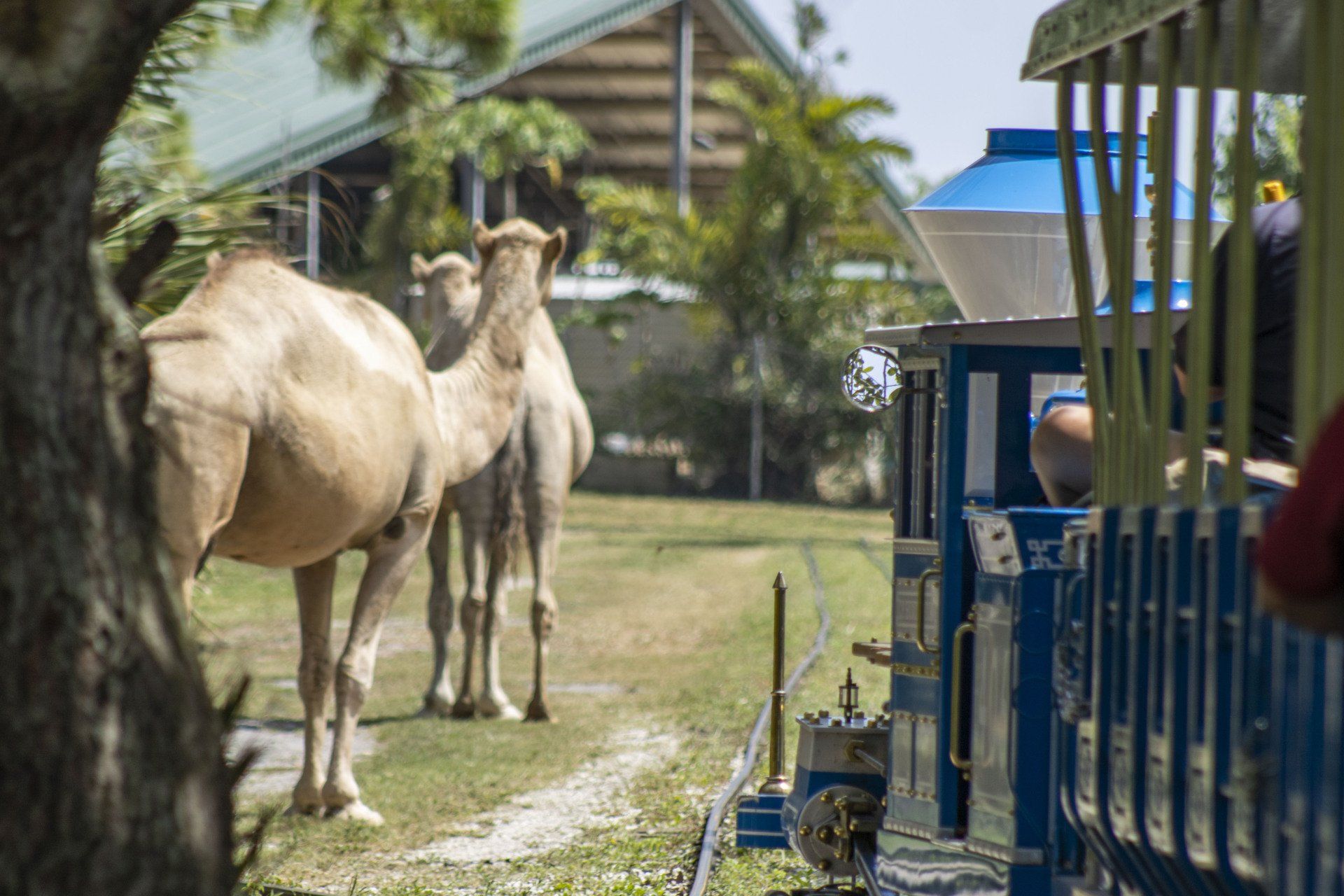 A group of camels standing next to a train.