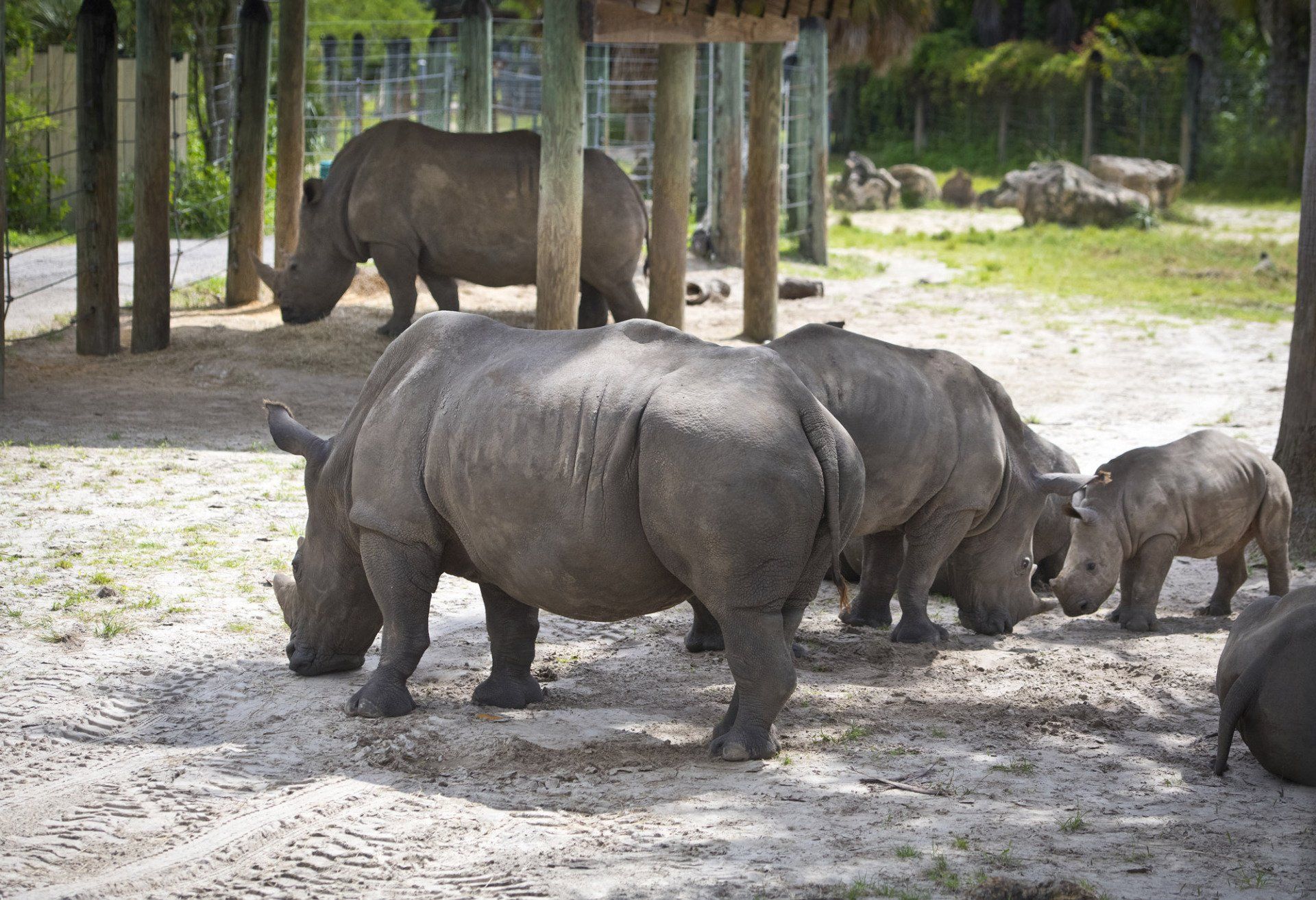 A herd of rhinos are standing in the dirt in a zoo enclosure.