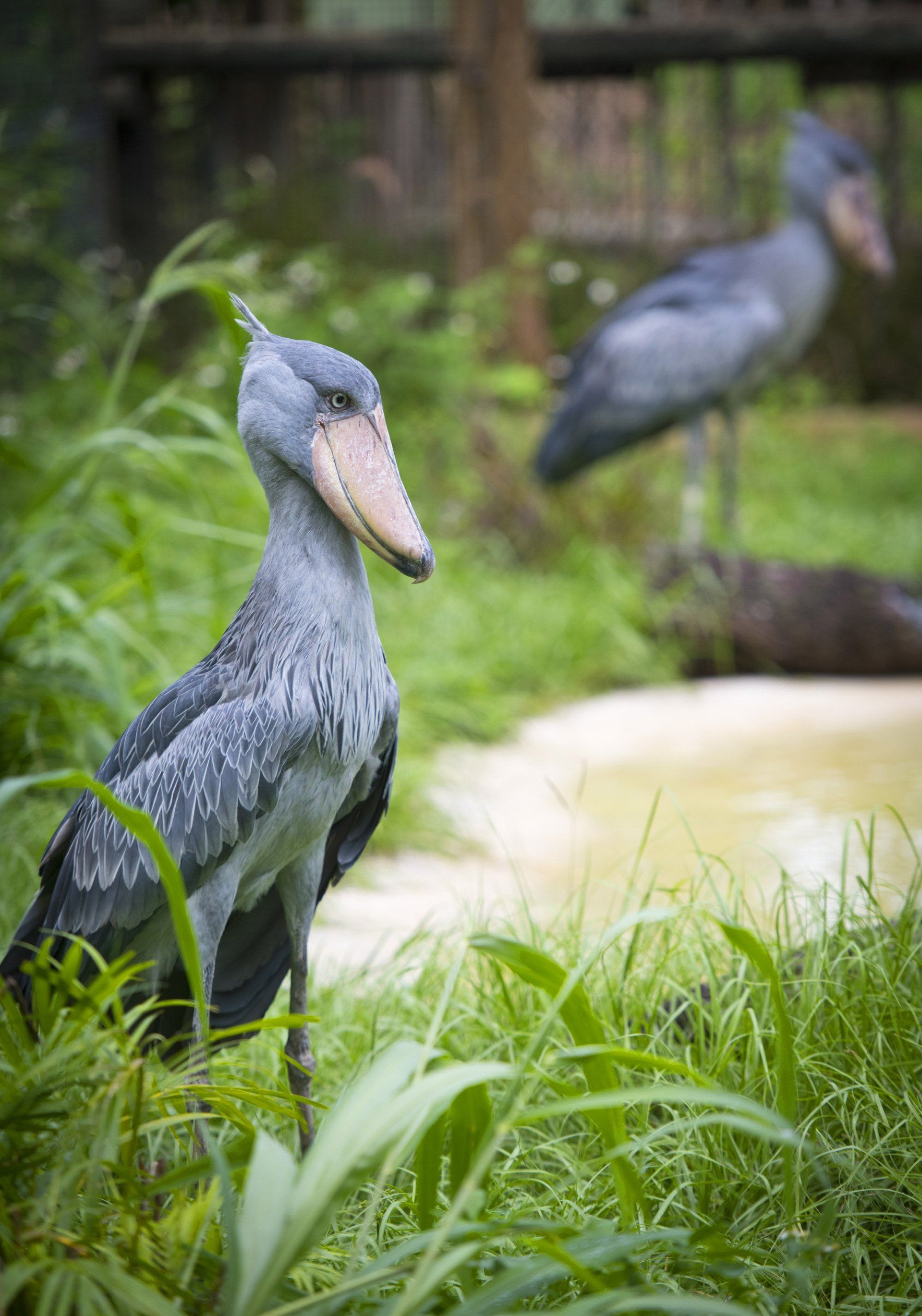 A large bird with a long beak is standing in the grass.