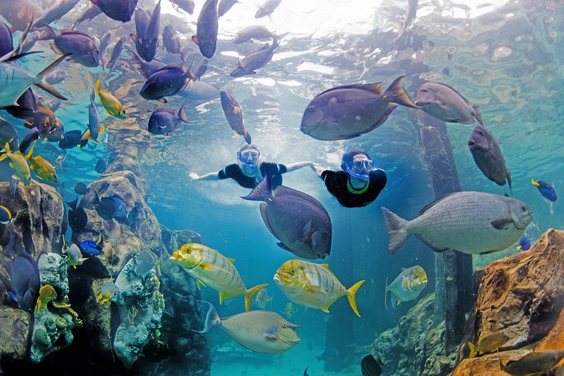 Two people are swimming in the ocean surrounded by fish.