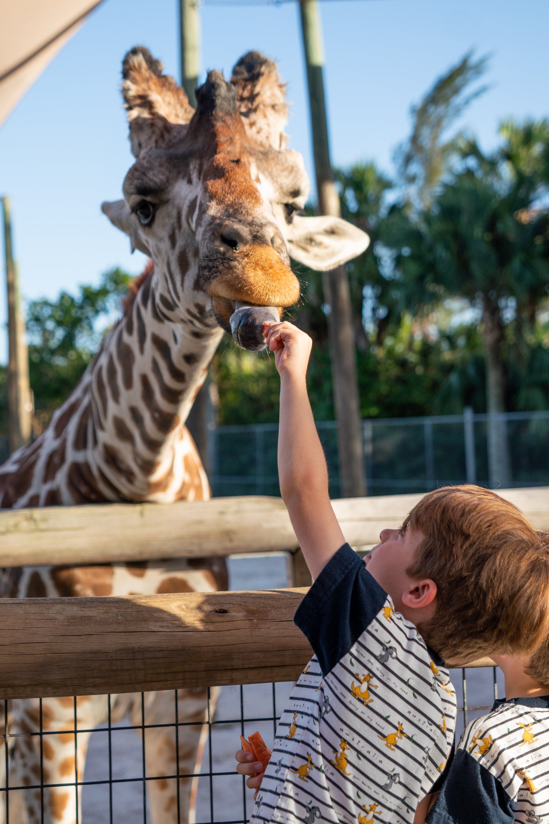 A boy is feeding a giraffe a carrot through a fence.