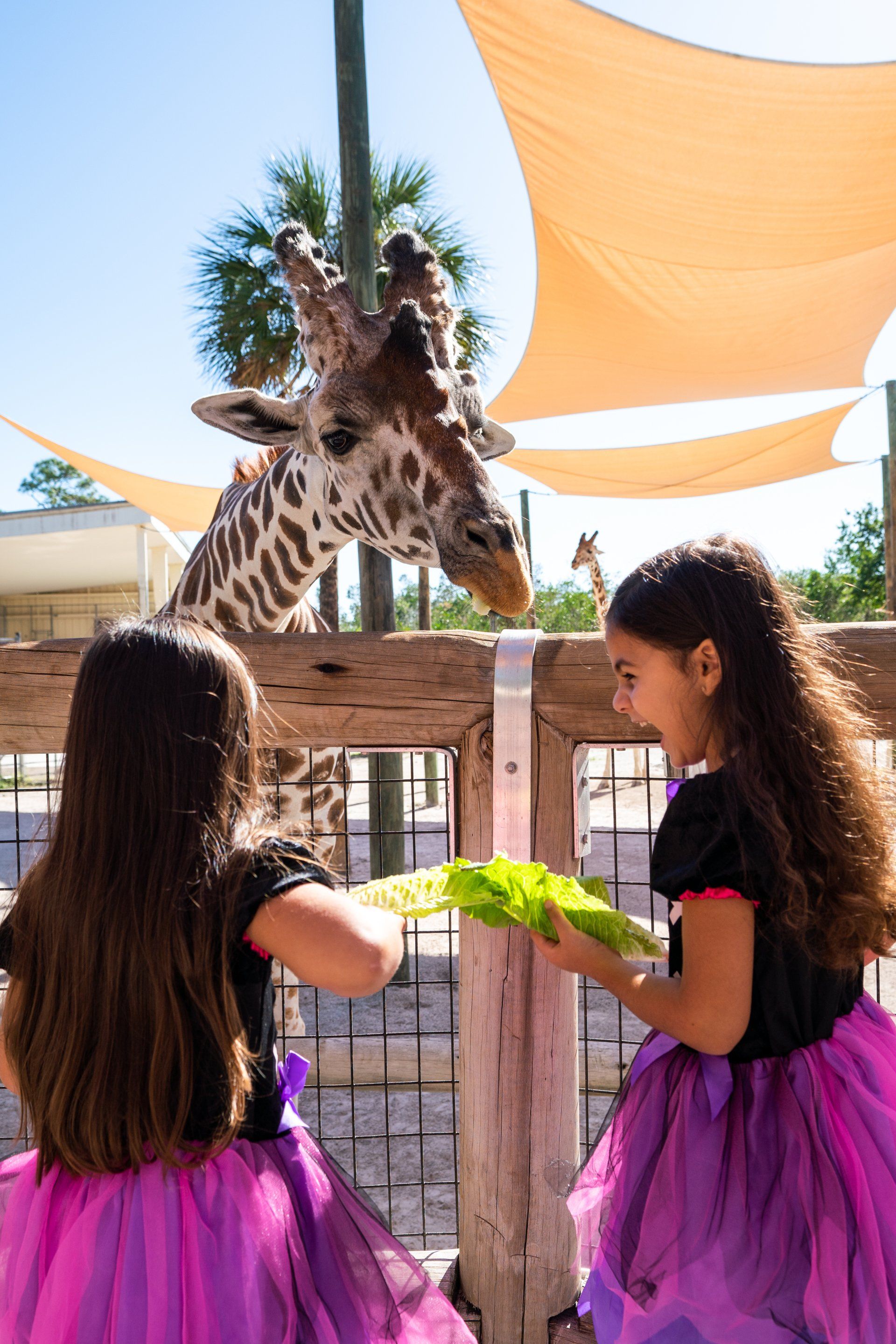 Two little girls are feeding a giraffe at a zoo.